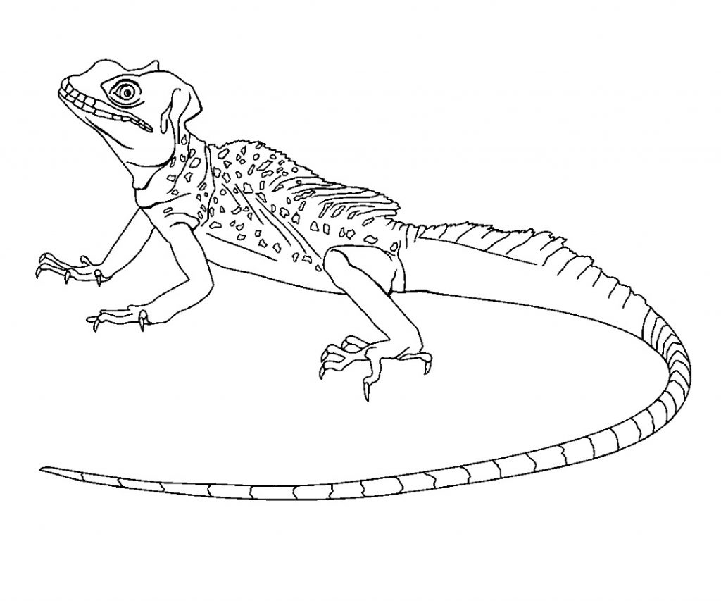 Komodo Dragon Coloring Page Pictures 101 Activity