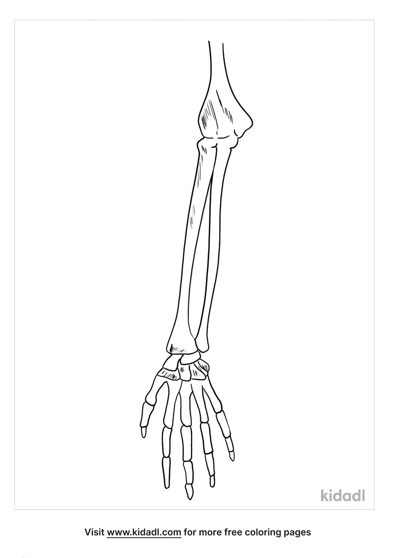 Learn The Bones Coloring Pages