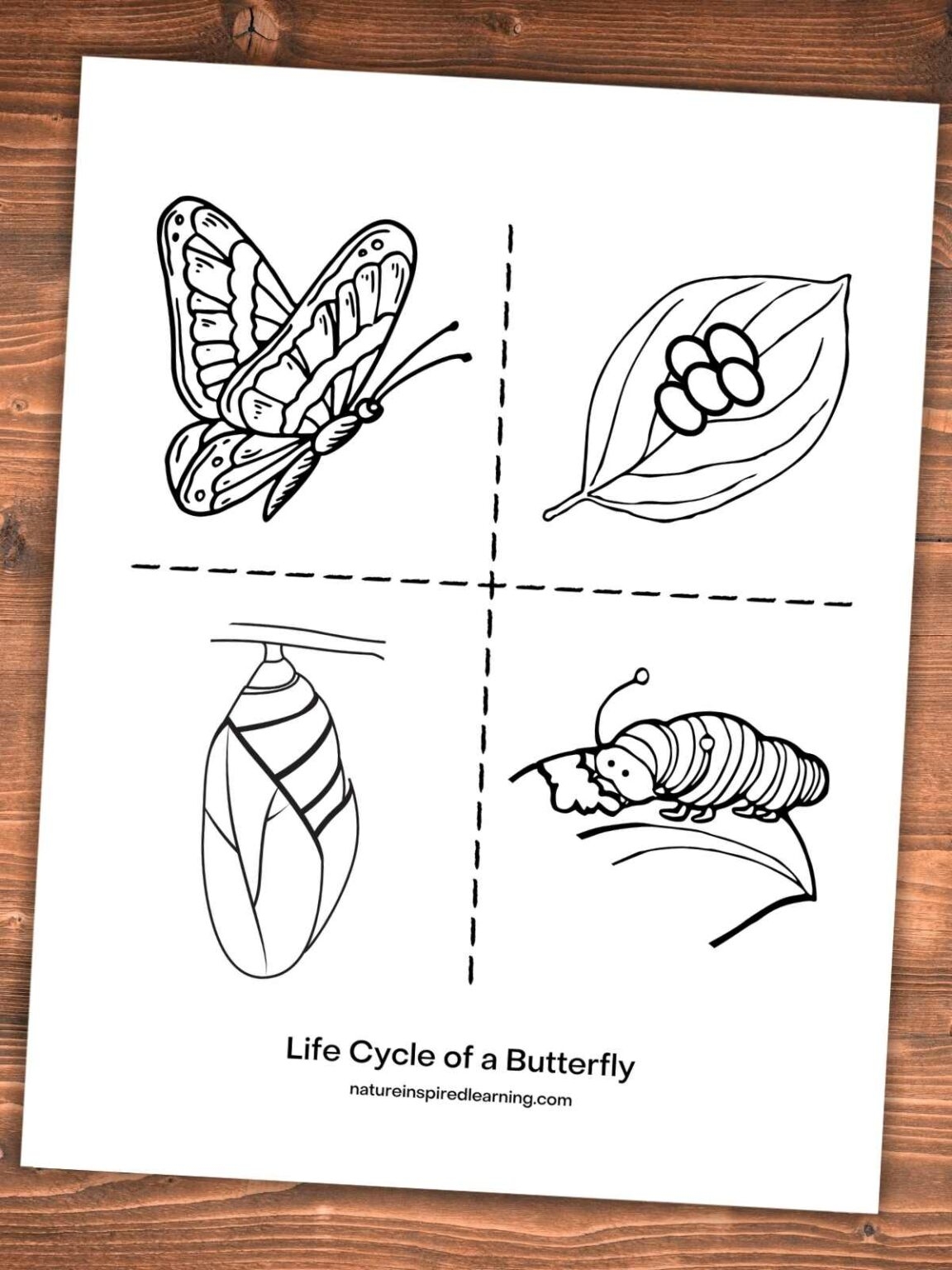 Life Cycle Of A Butterfly Coloring Pages Nature Inspired Learning