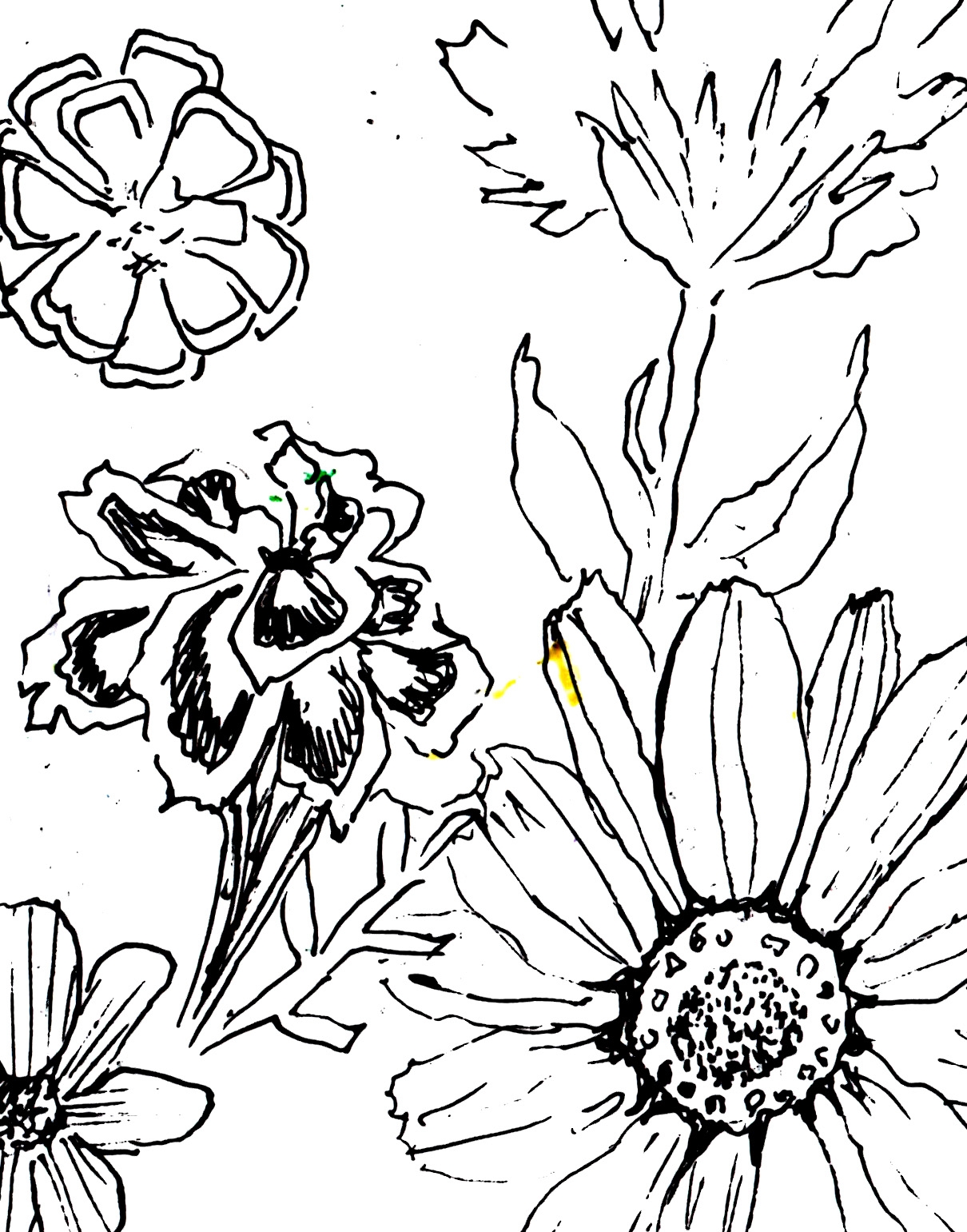 Mexican Flowers Drawing At PaintingValley Explore Collection Of Mexican Flowers Drawing