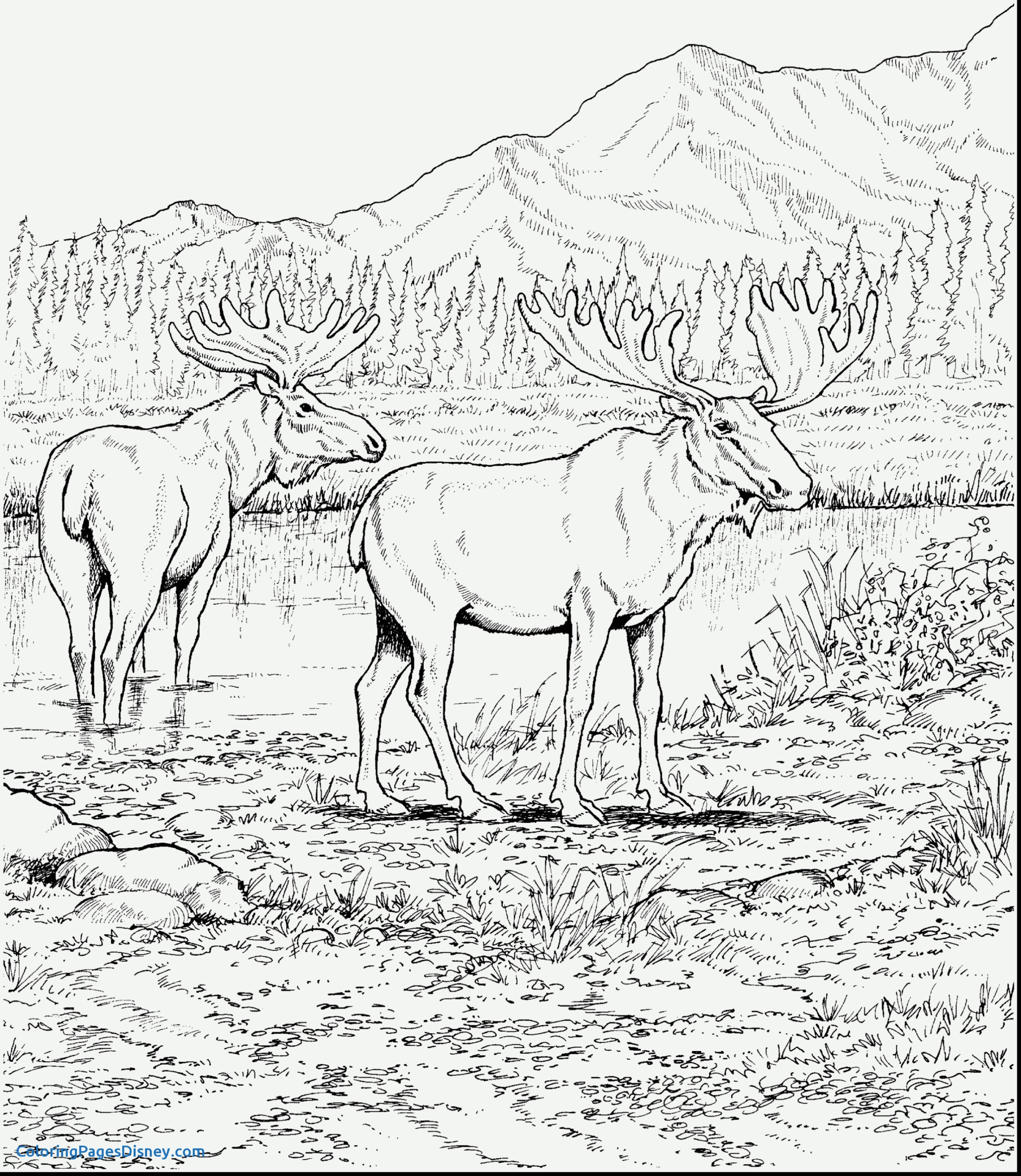 Moose Coloring Pages At GetColorings Free Printable Colorings Pages To Print And Color