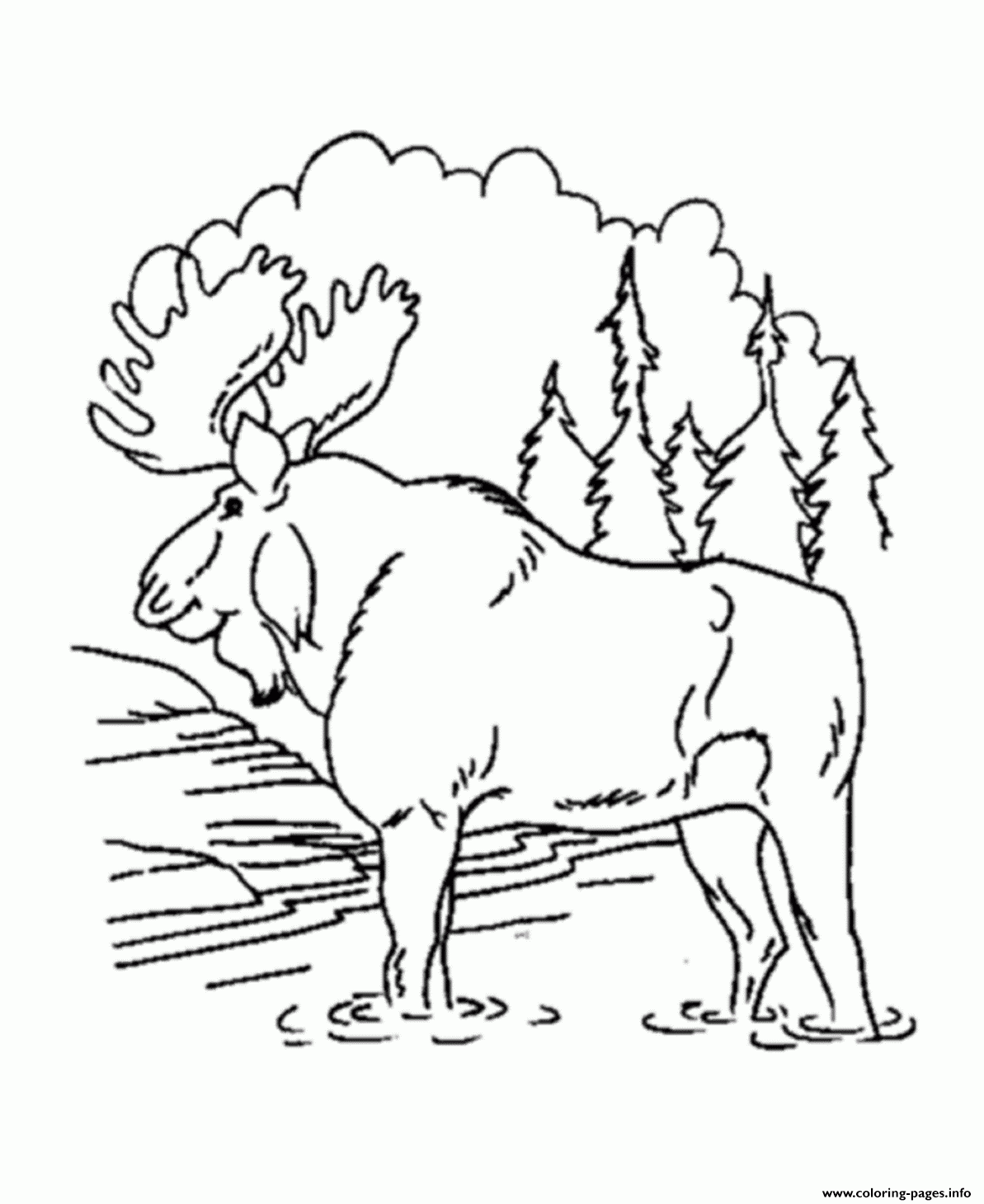 Moose In The Forest Free Animal Se84c Coloring Page Printable