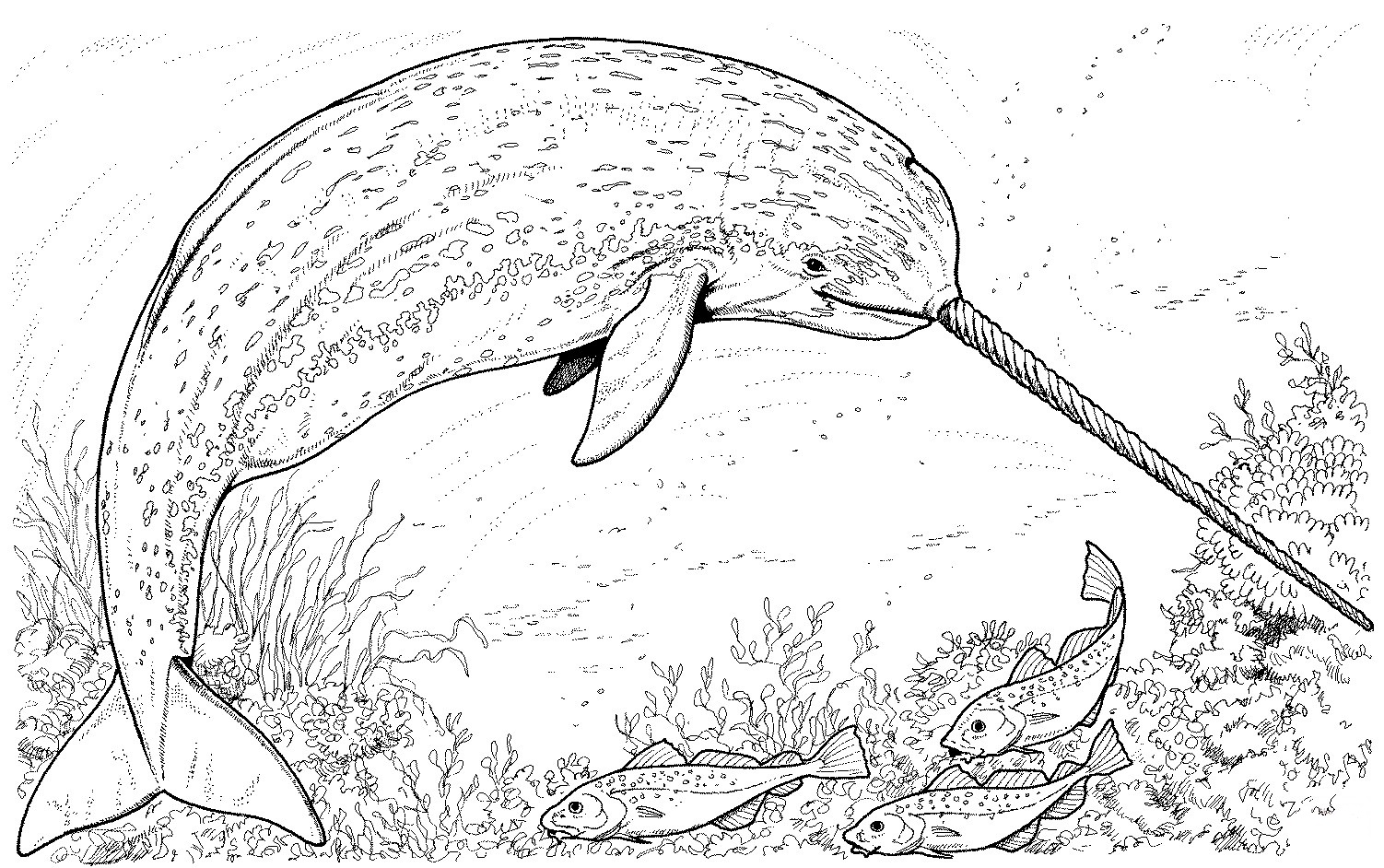 Narwhal Coloring Pages Best Coloring Pages For Kids