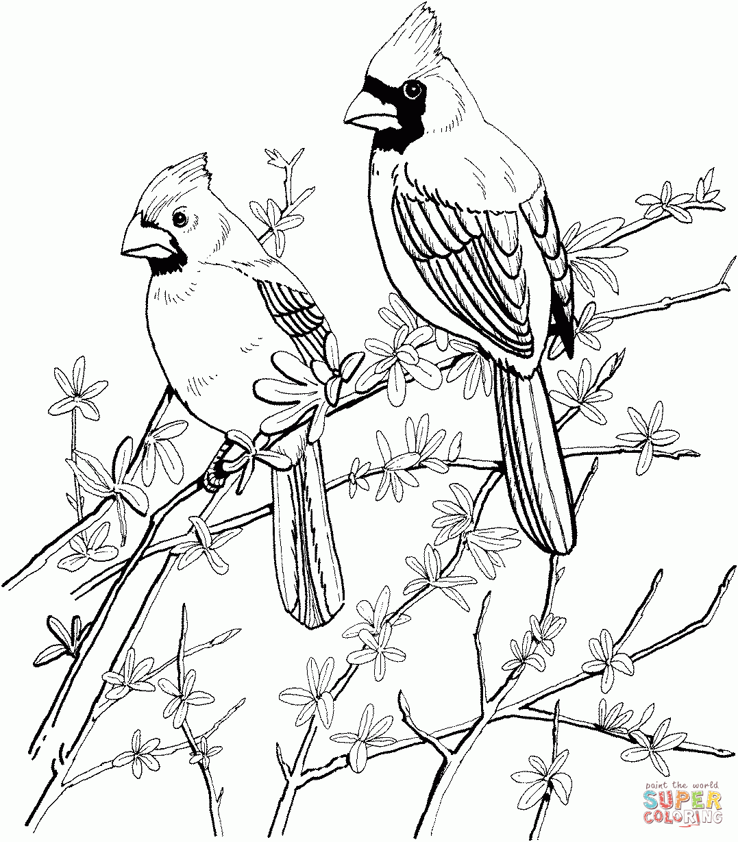 Northern Cardinal Coloring Pages SuperColoring Bird Coloring Pages Free Printable