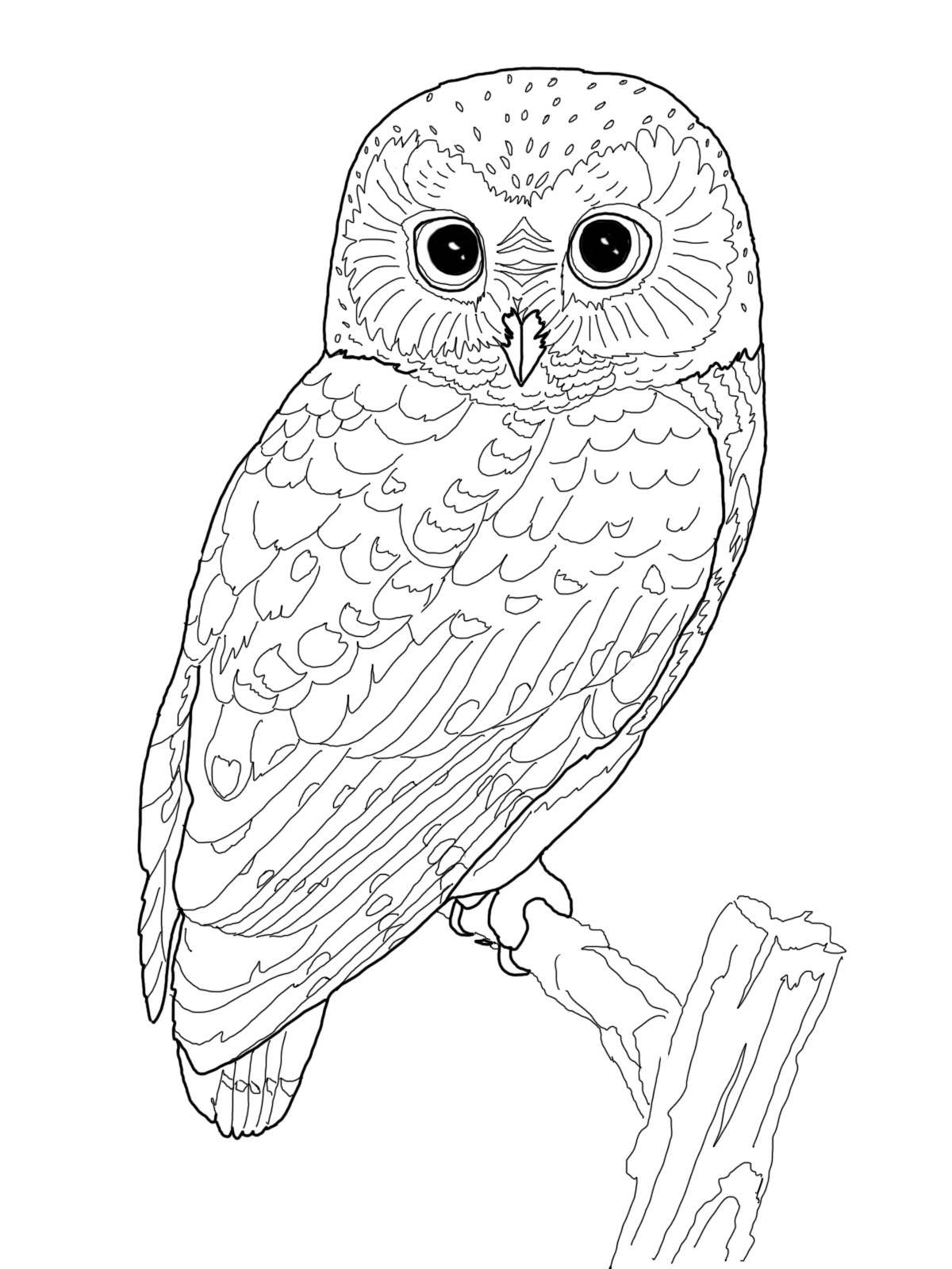 Free Owl Printable Coloring Pages