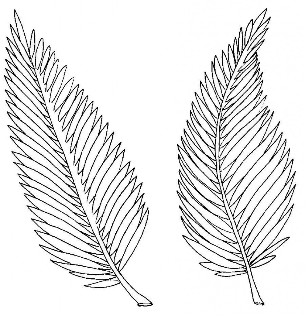 Palm Branch Coloring Page At GetColorings Free Printable Colorings Pages To Print And Color