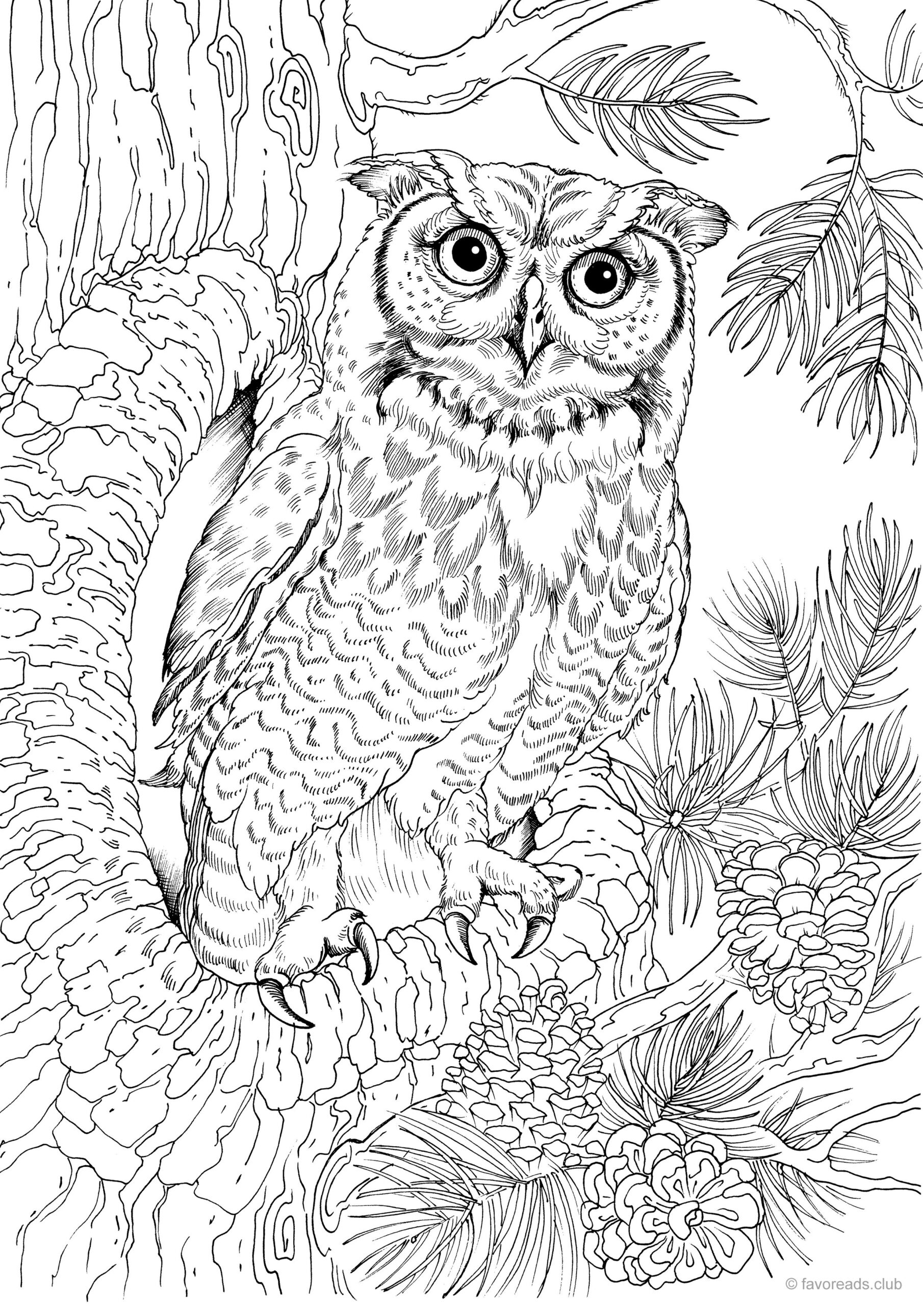 Pin On Coloring Pages Owl Coloring Pages Animal Coloring Pages Printable Adult Coloring
