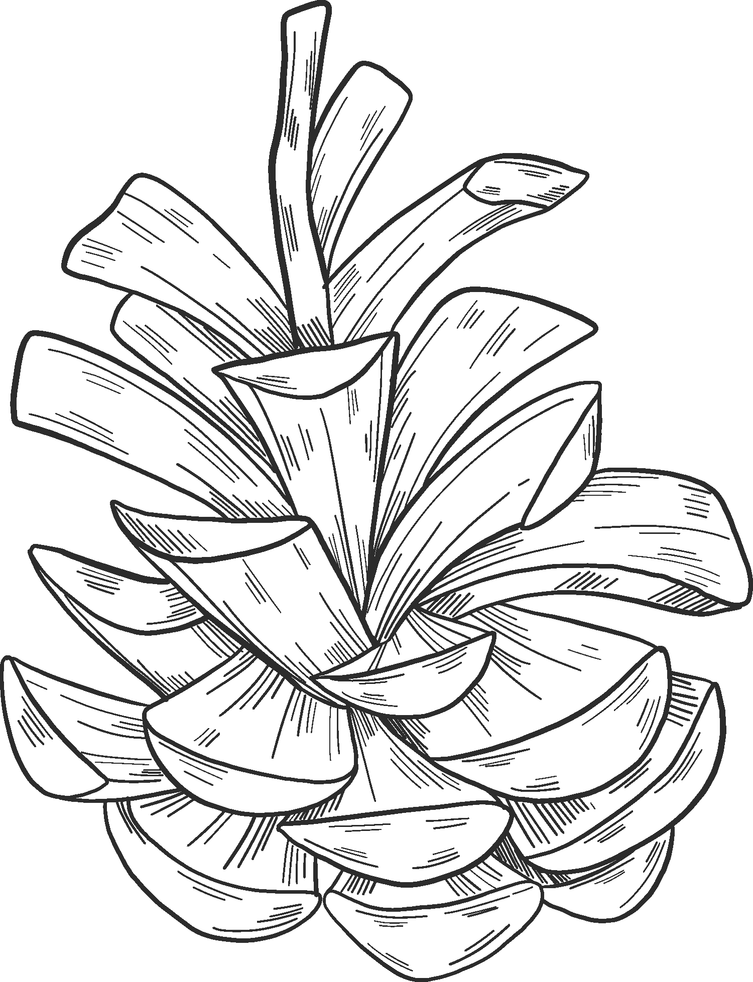 Pine Cone Coloring Page ColouringPages