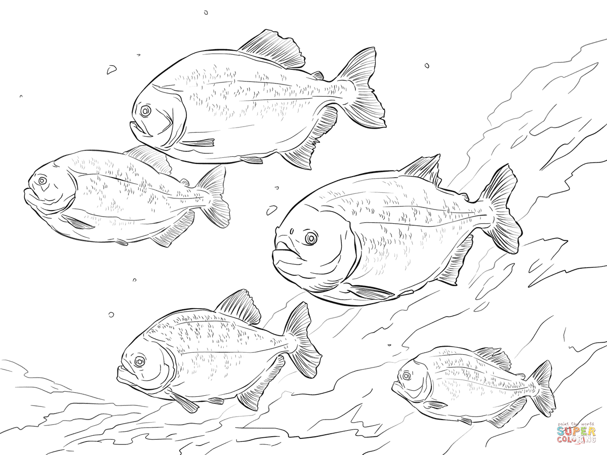 Piranha Coloring Page Coloring Home