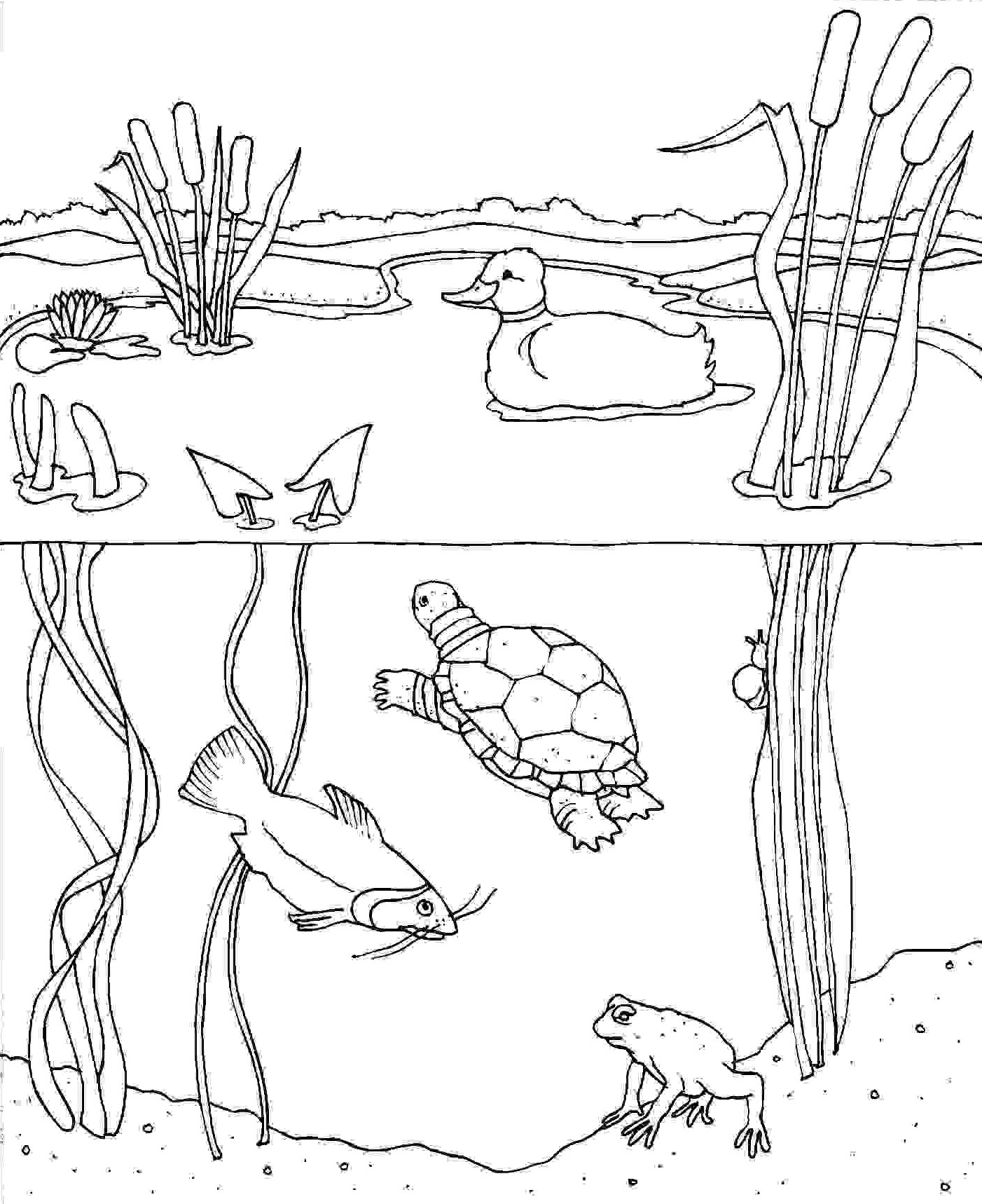 Pond Animals Printables Printable Word Searches