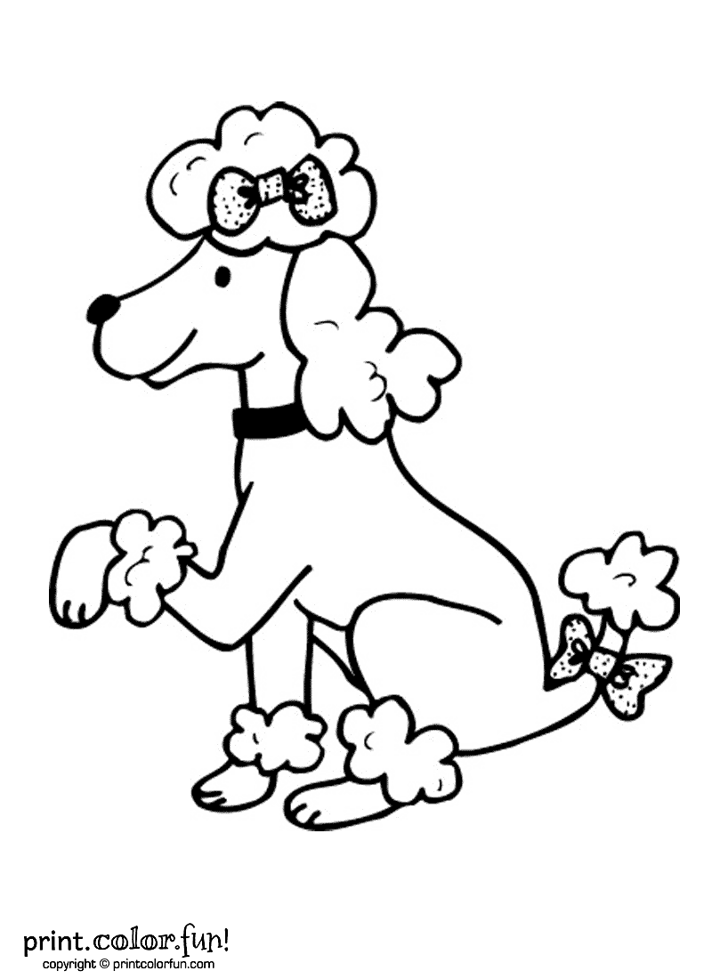 Poodle Dog Coloring Coloring Pages