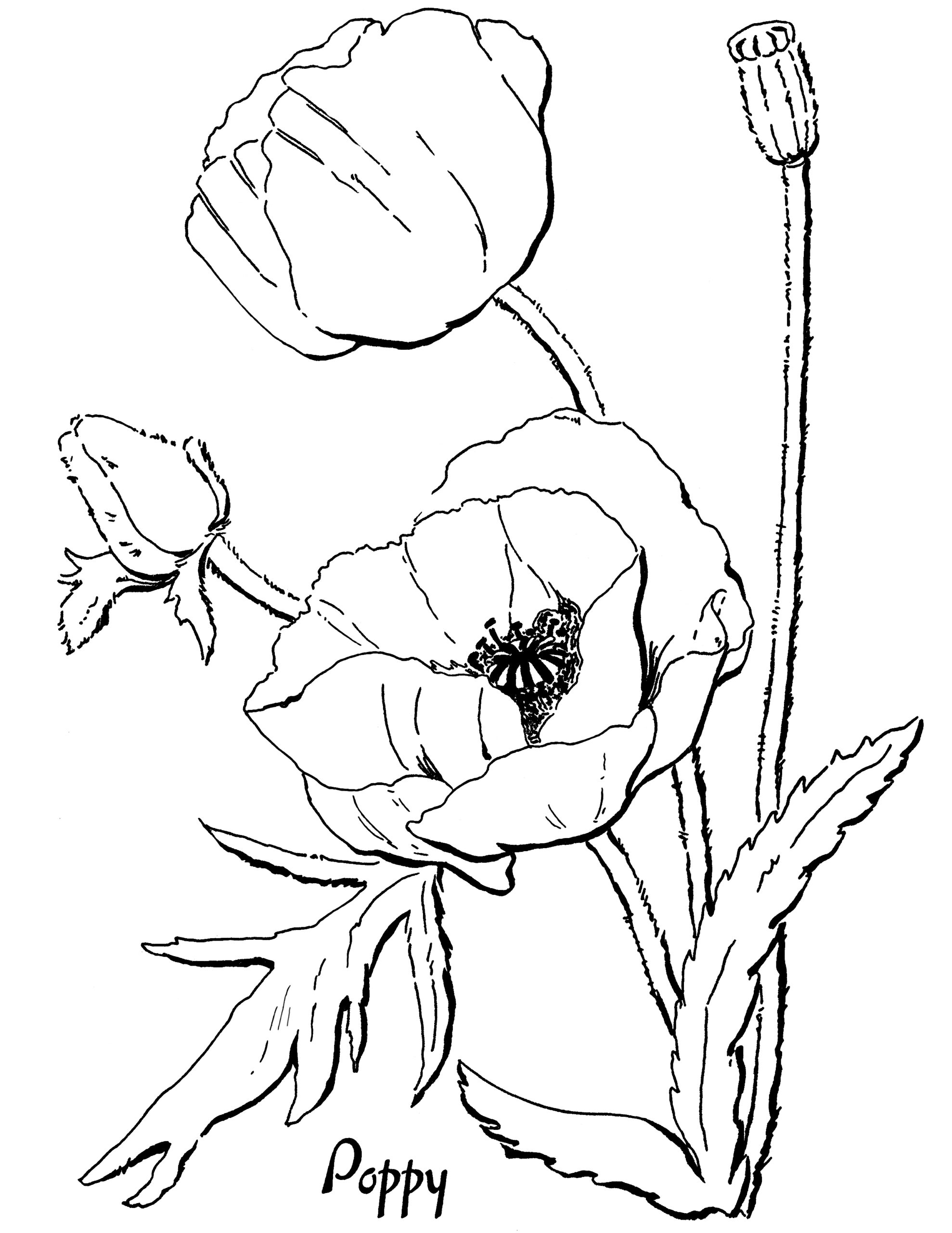 Poppy Coloring Pages Printable Printable Word Searches
