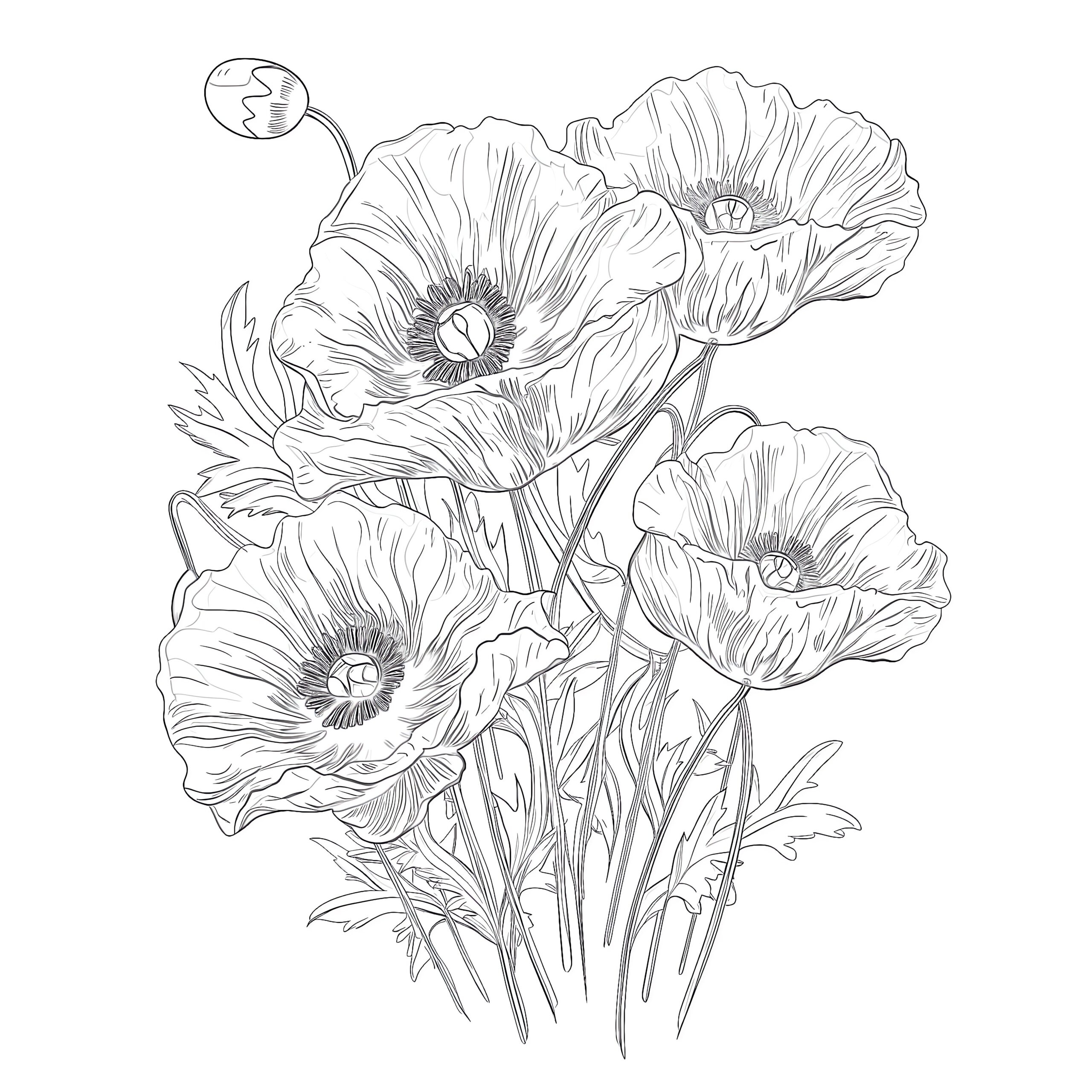 Poppy Flowers Coloring Page Coloring Pages Mimi Panda