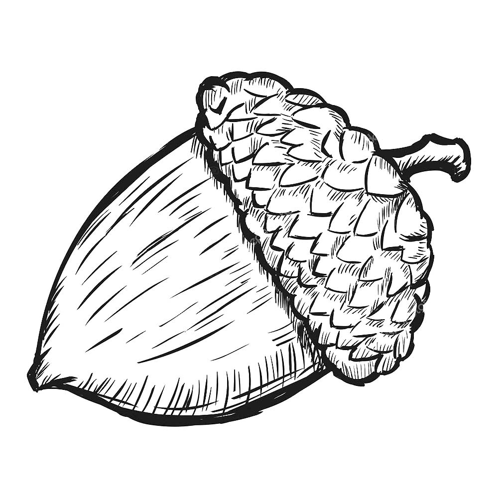 Acorn Coloring Page Printable