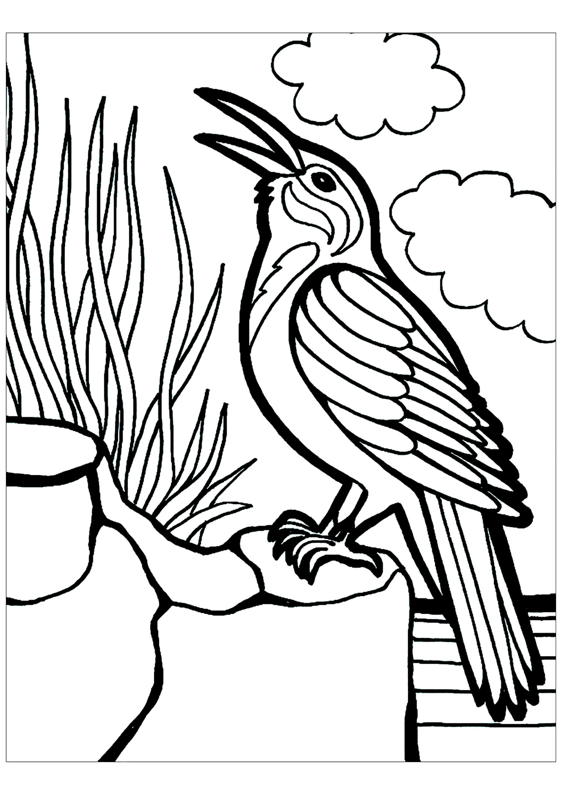 Bird Coloring Page Printable