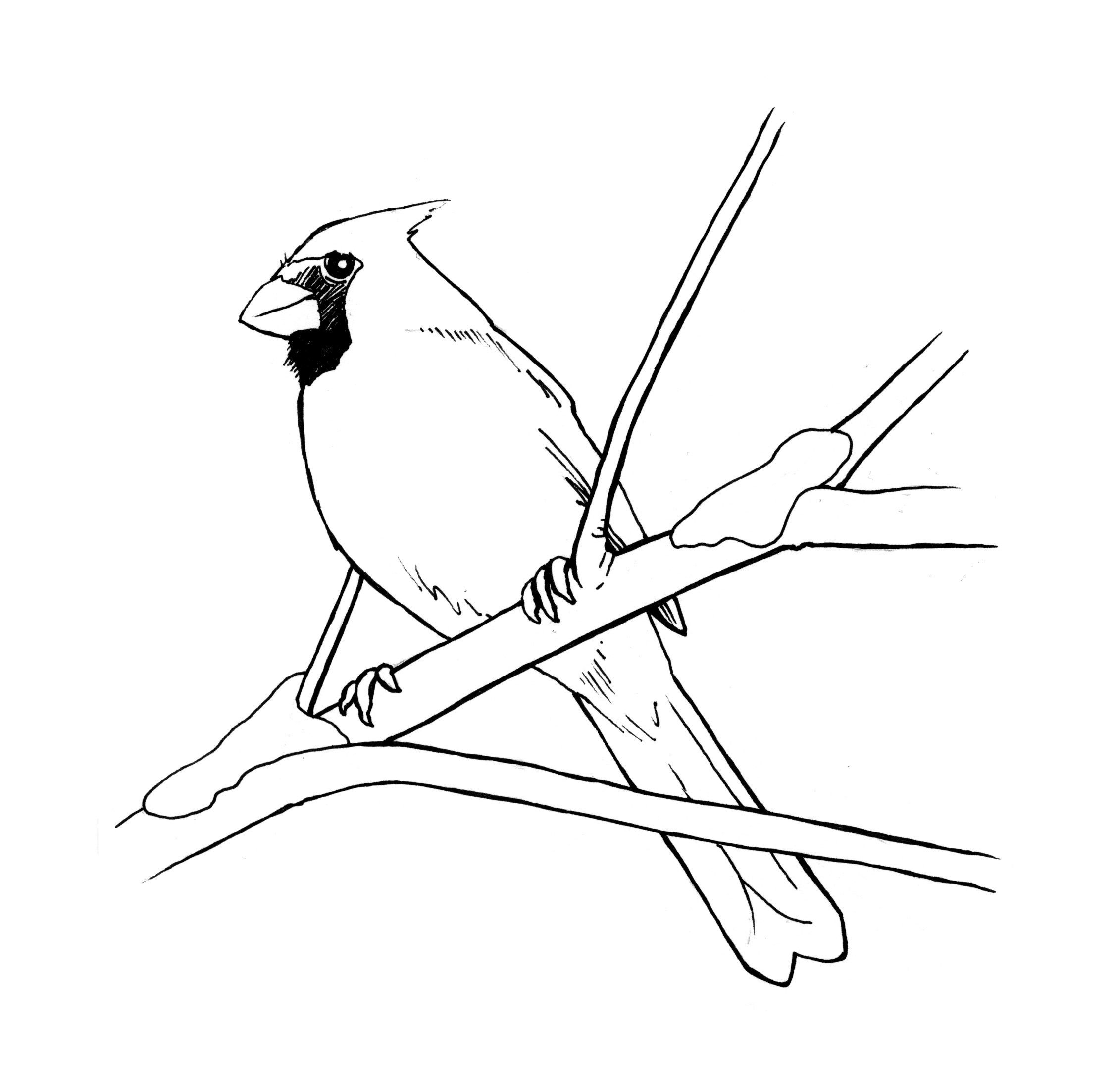 Red Bird Coloring Pages Printable