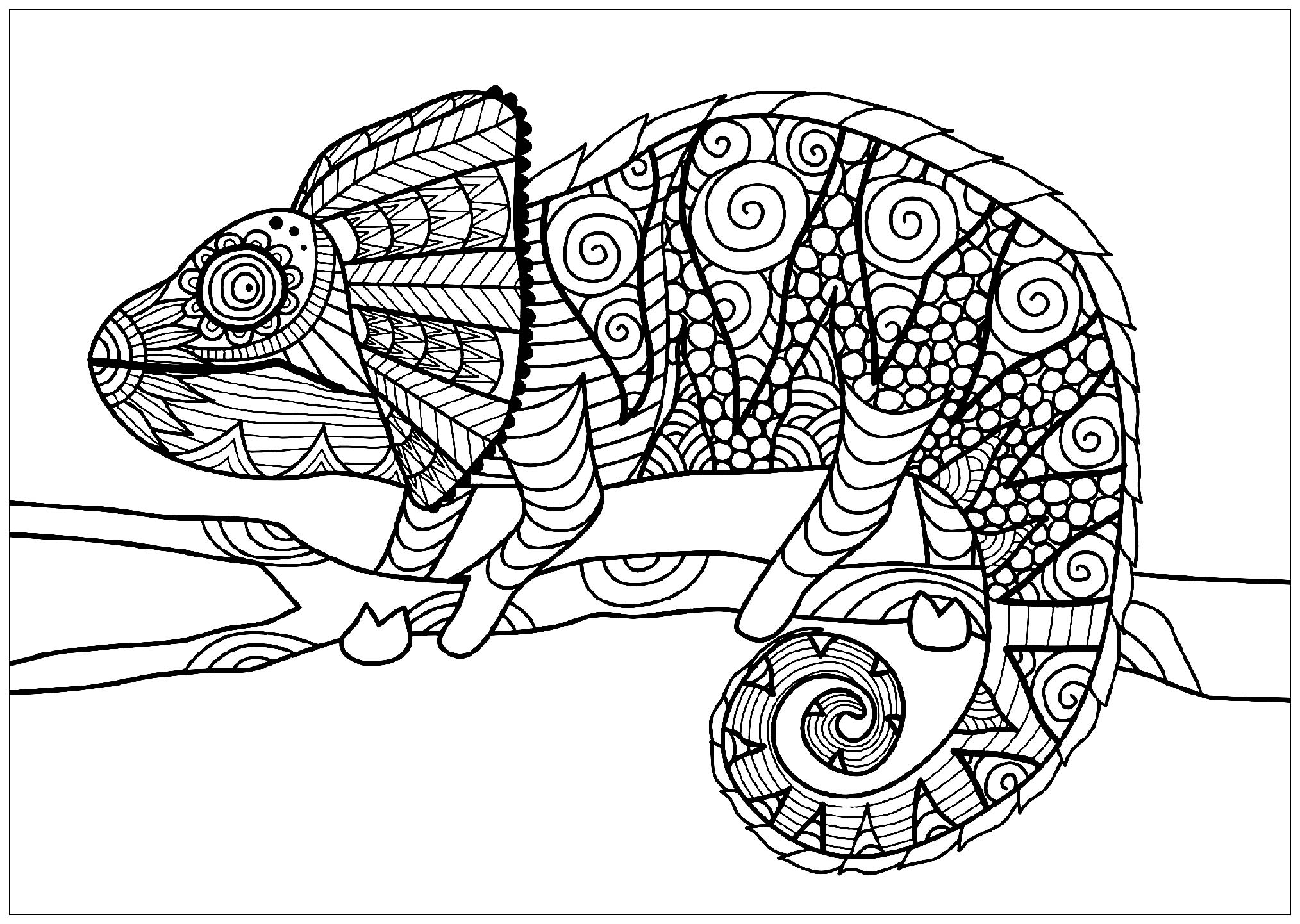 Printable Chameleon Coloring Pages Free Download Goodimg Co