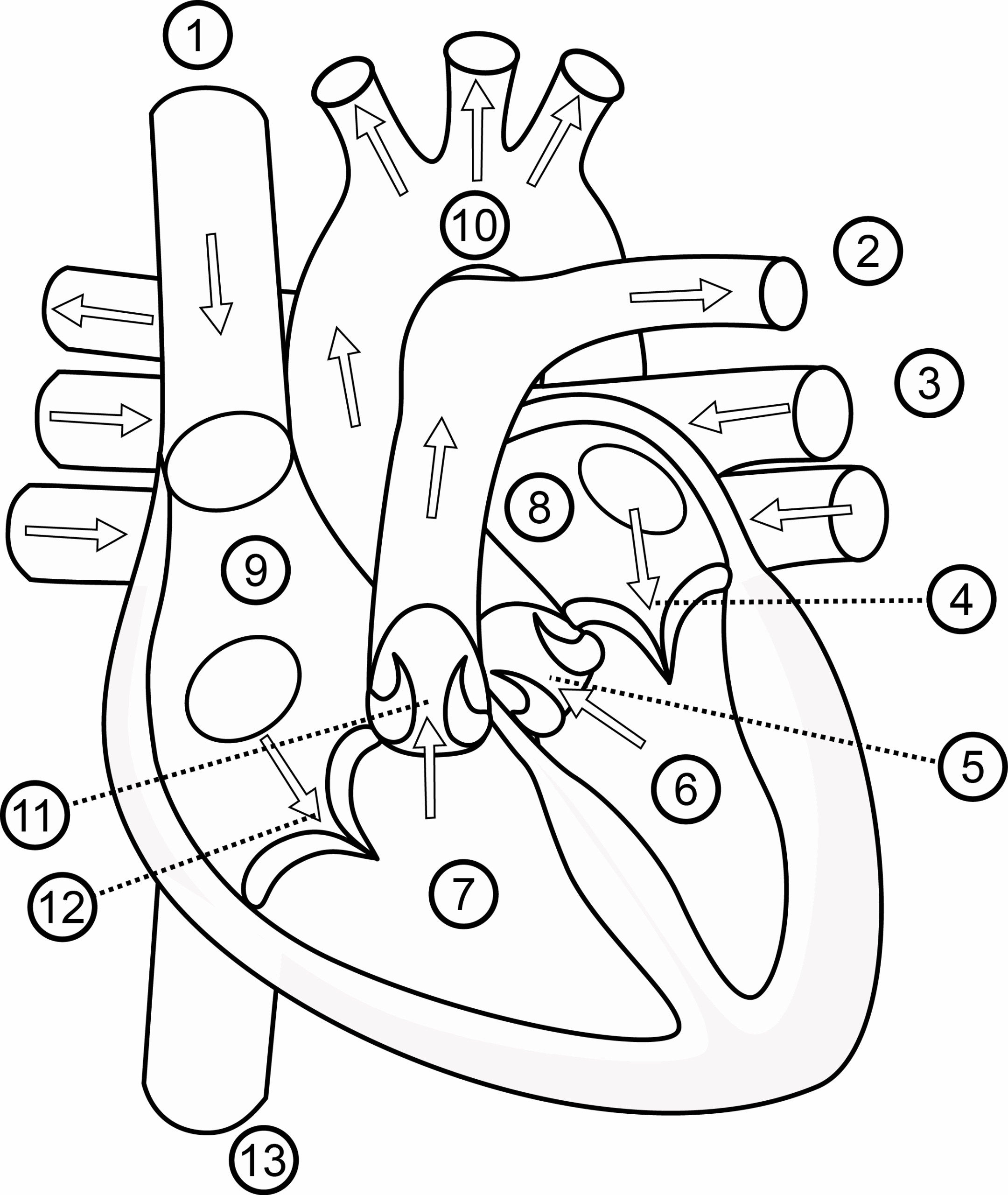 Printable Heart Anatomy Coloring Pages
