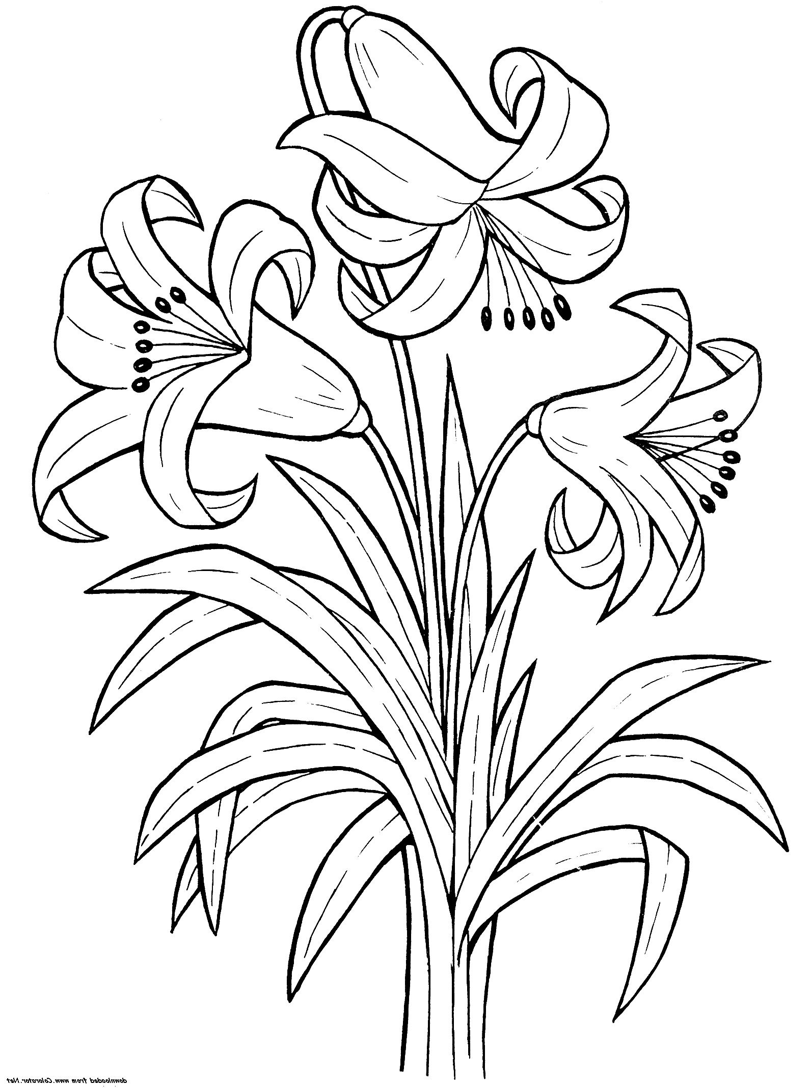Printable Lily Flower Coloring Pages K5 Worksheets Flower Drawing Flower Coloring Pages