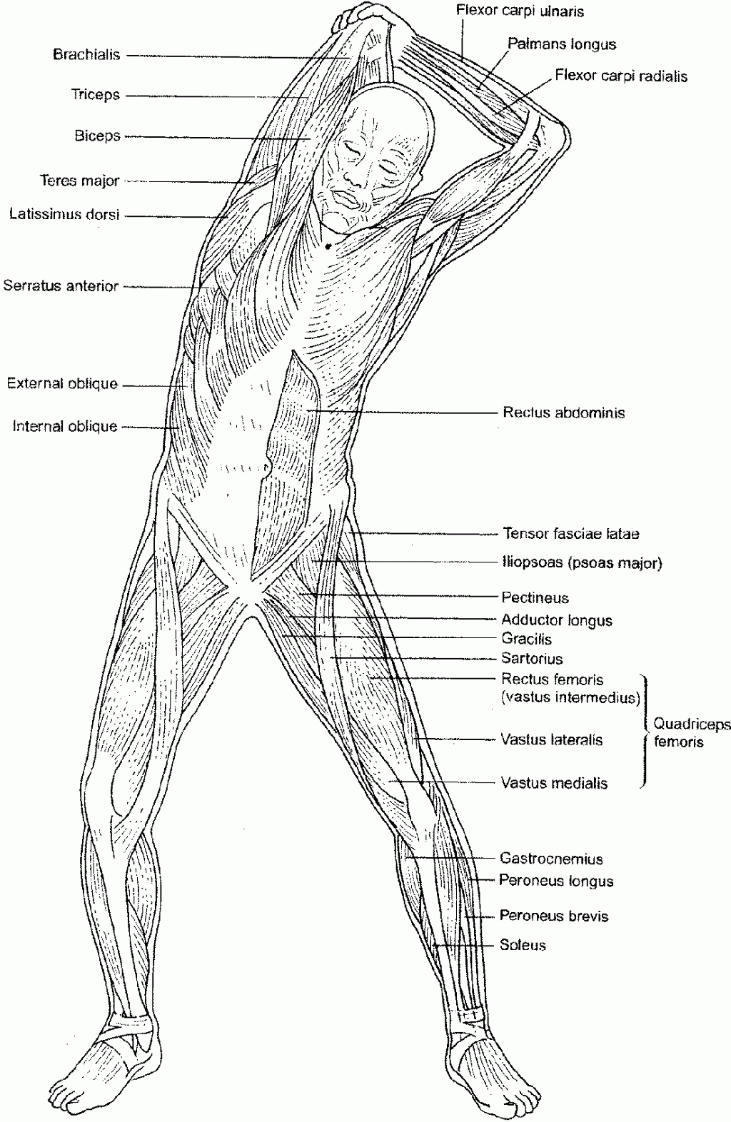 Printable Muscle Coloring Pages