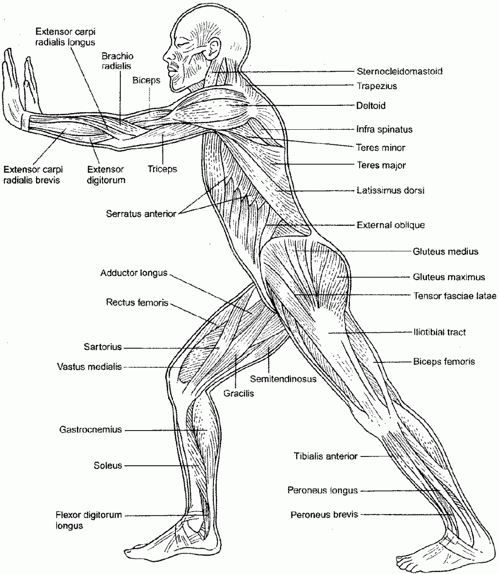 Printable Muscle Coloring Pages Customize And Print