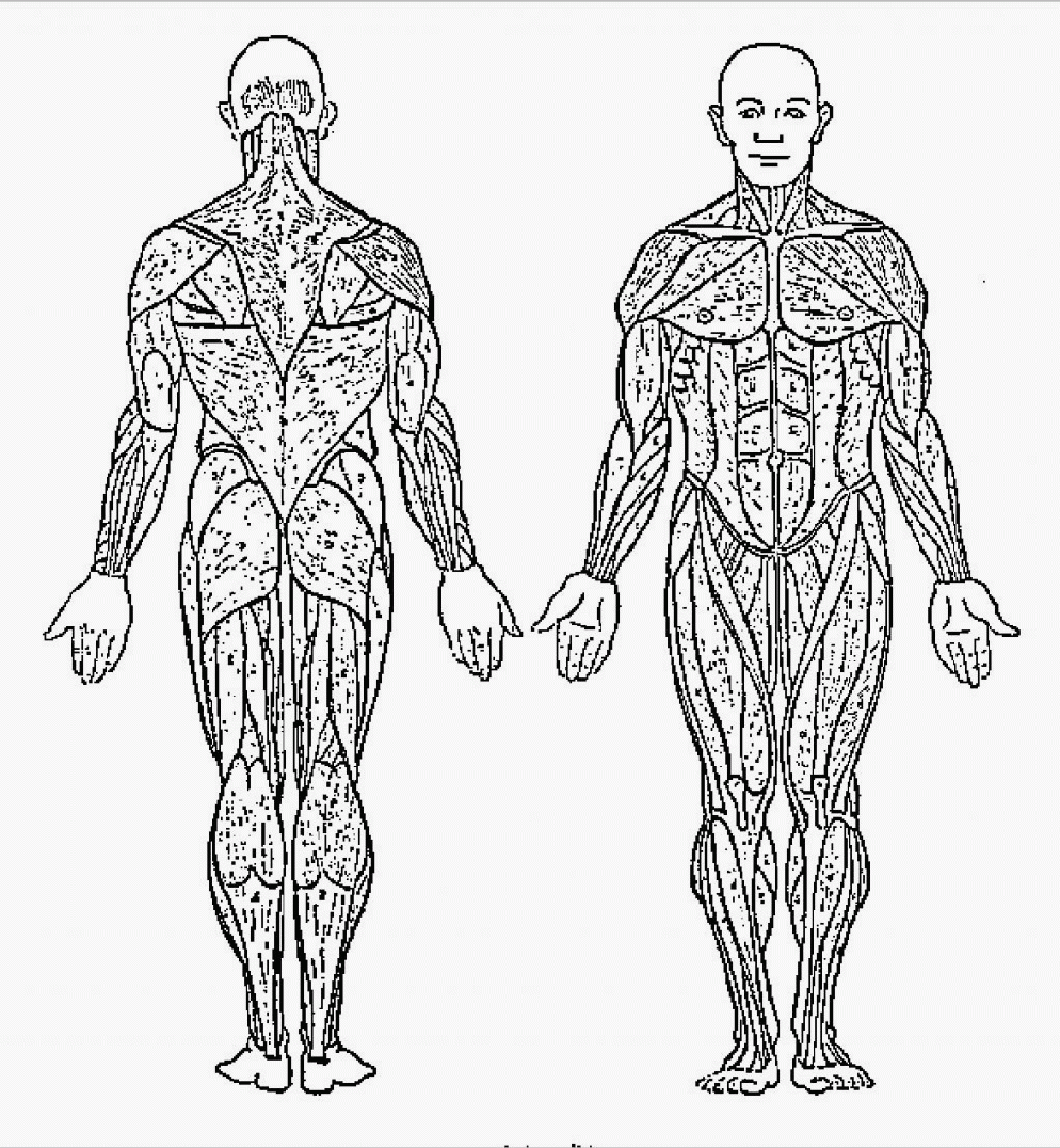 Printable Muscle Coloring Pages