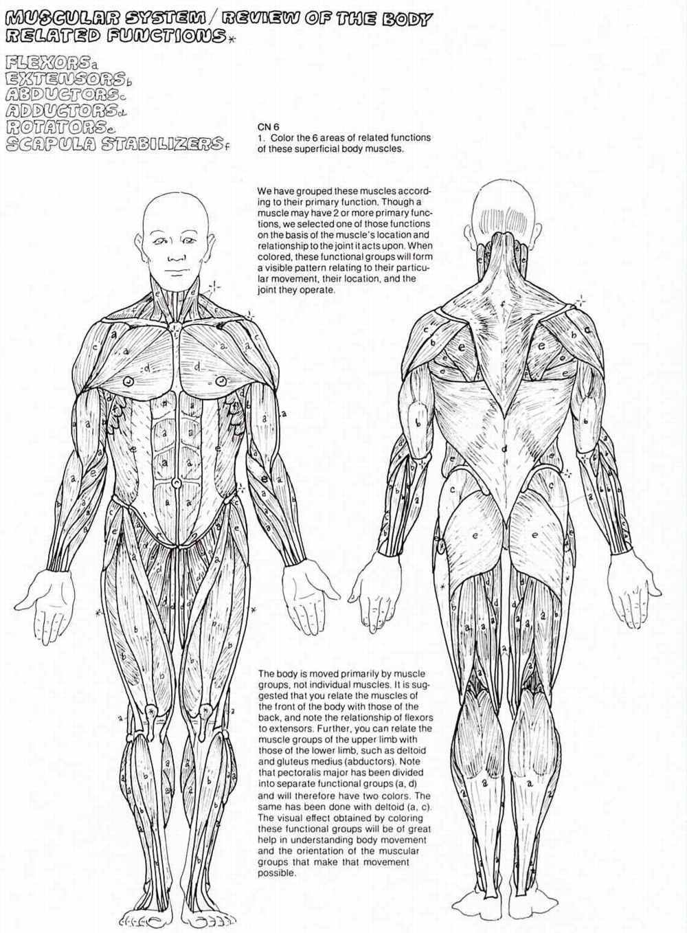 Printable Muscle Coloring Pages