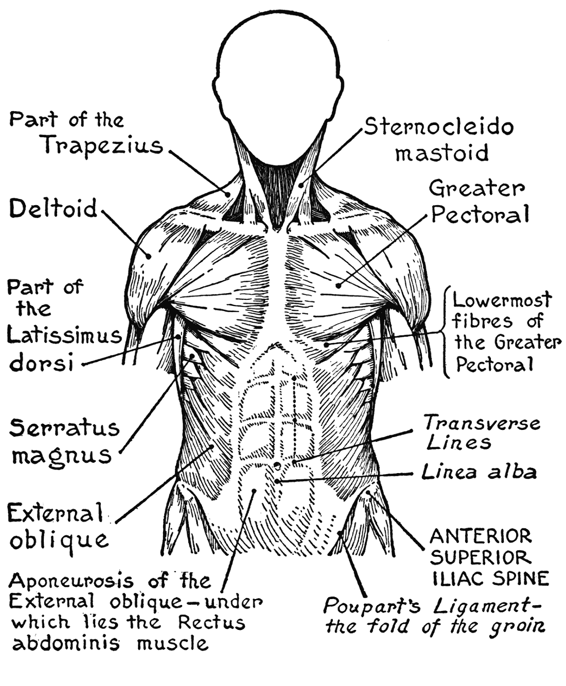 Printable Muscle Coloring Pages