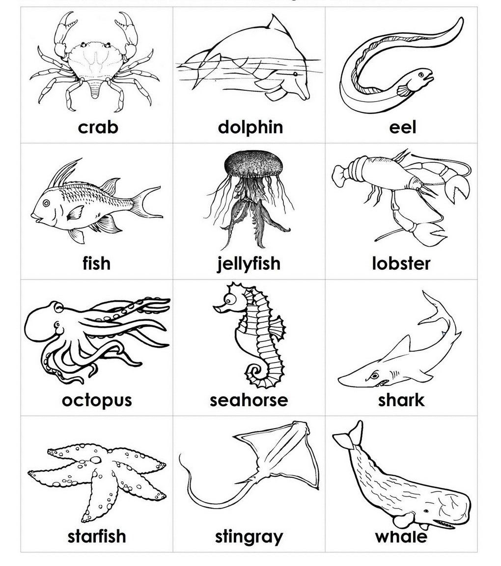 Freshwater Animal Color Pages Printable
