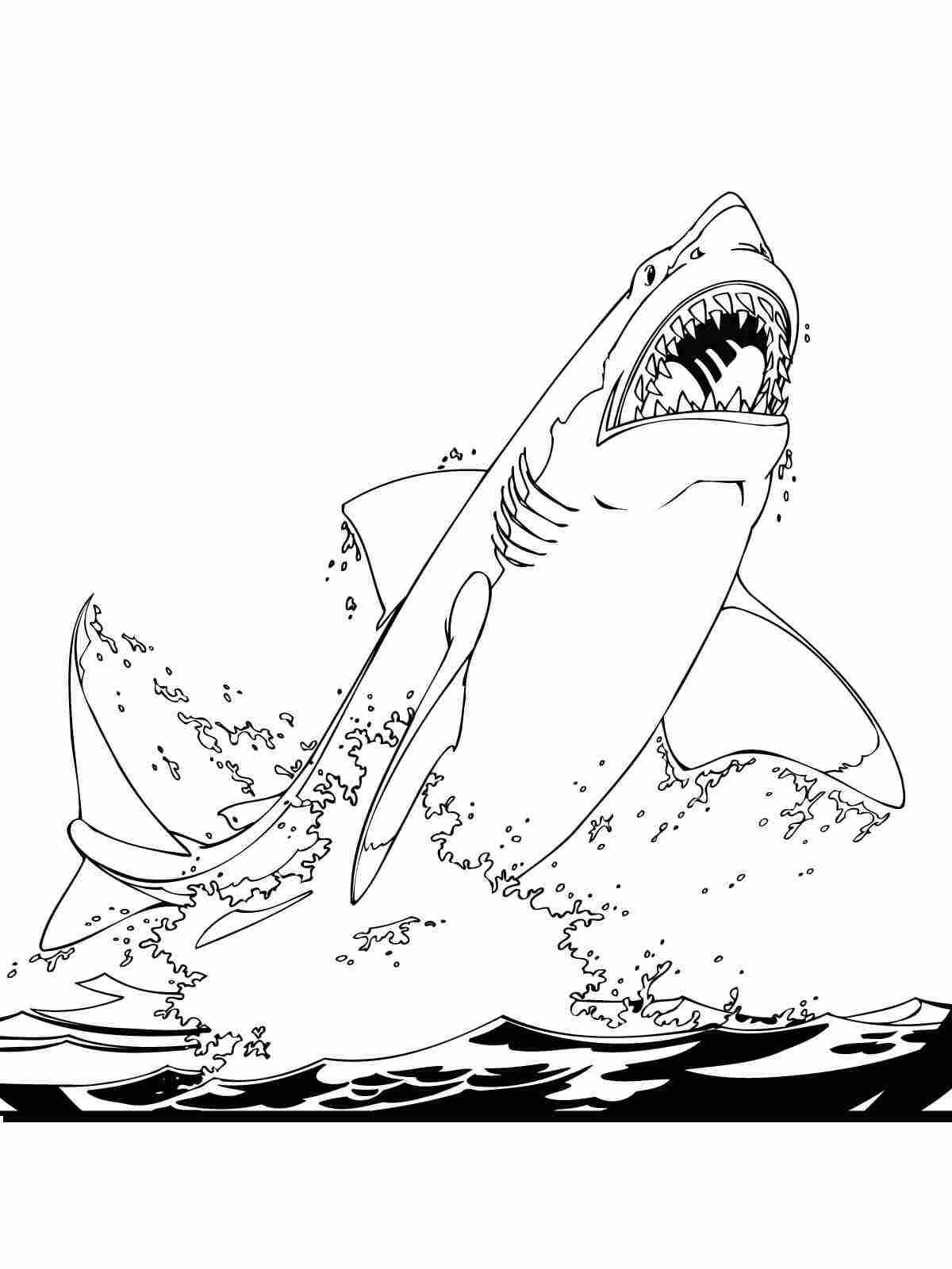 Printable Shark Coloring Pages