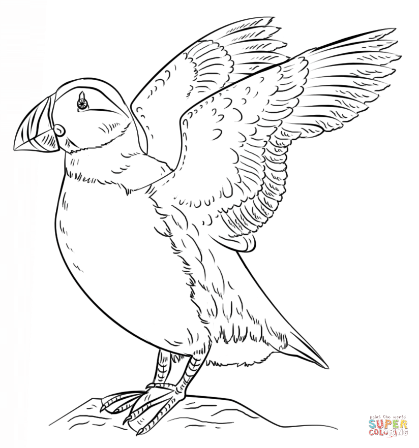 Coloring Page Puffin Printable