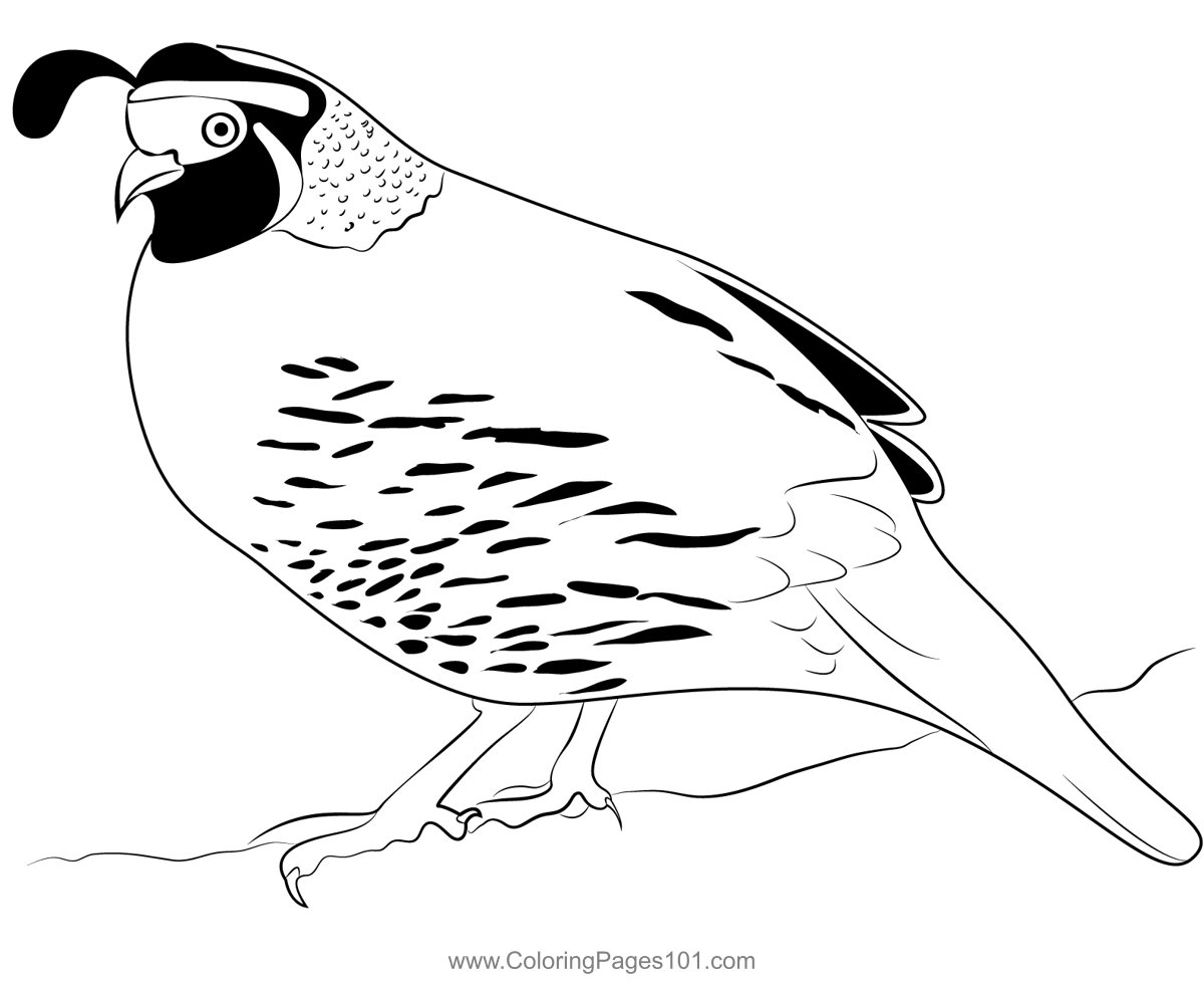 Quail Bird 3 Coloring Page For Kids Free Quails Printable Coloring Pages Online For Kids