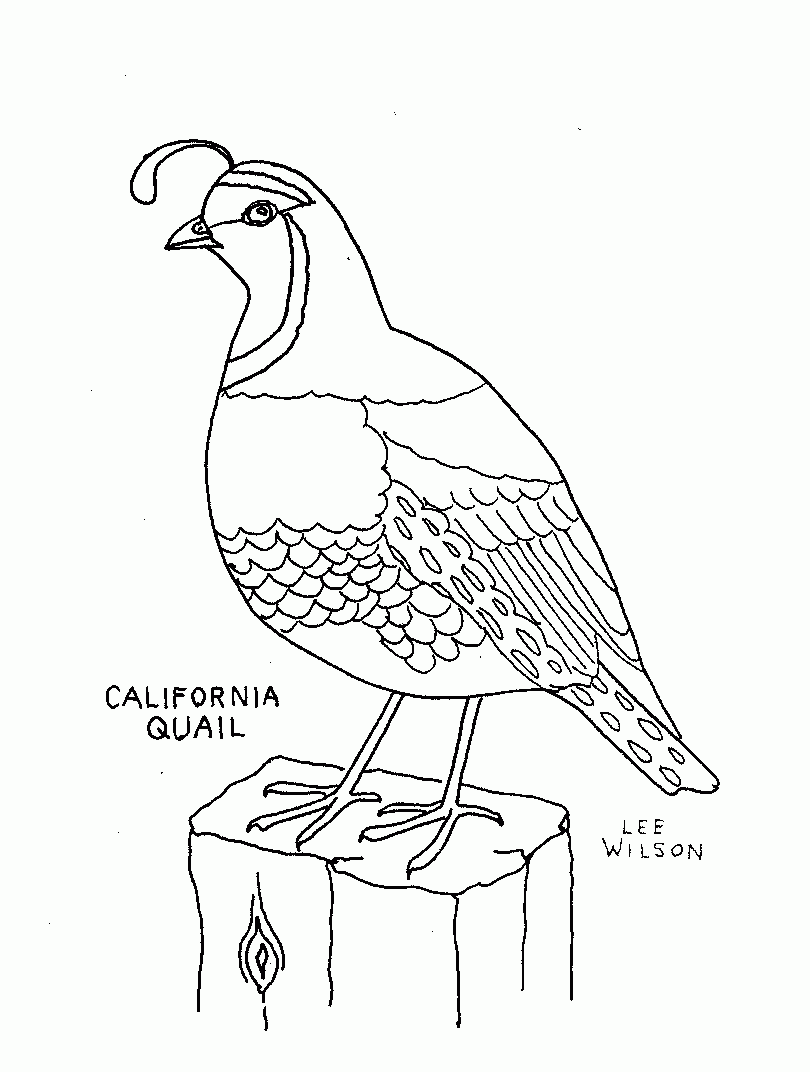 Quail Coloring Page Animals Town Animals Color Sheet Quail Free Printable Coloring Pages