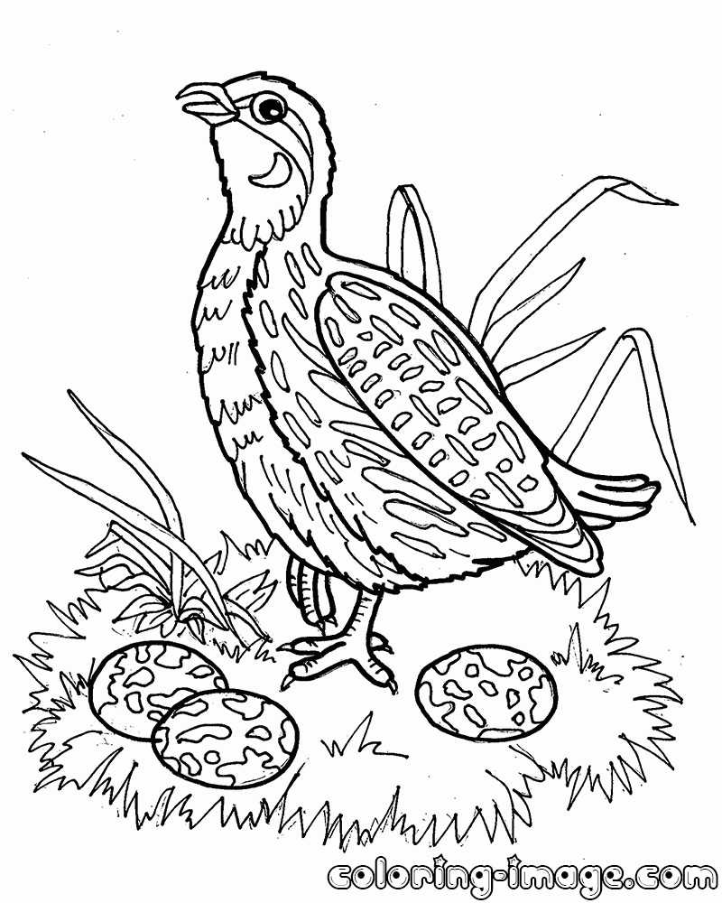Quail Coloring Pages Coloring Home