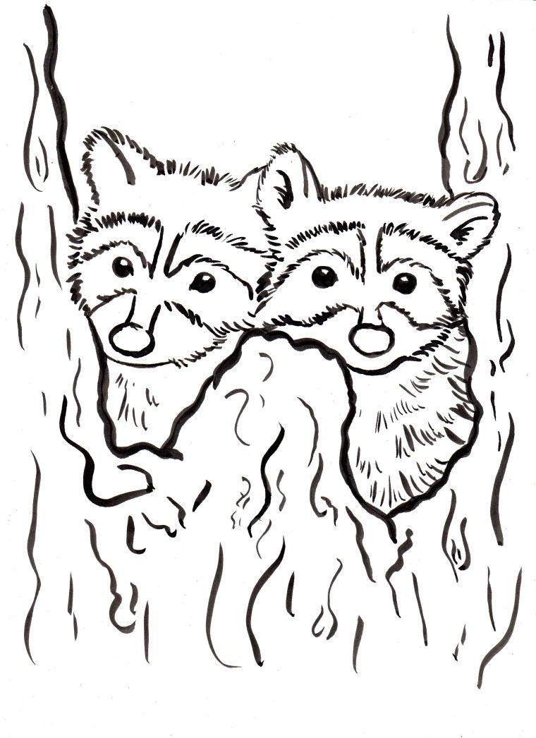 Raccoon Coloring Pages Printable