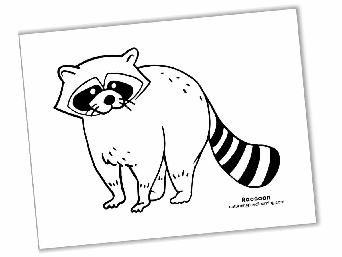 Raccoon Coloring Pages Nature Inspired Learning