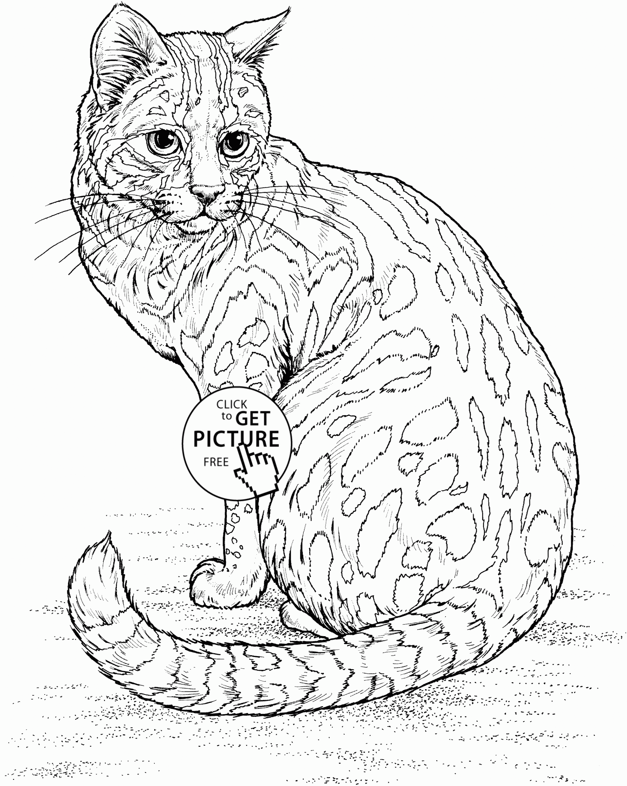 Printable Coloring Page Cat