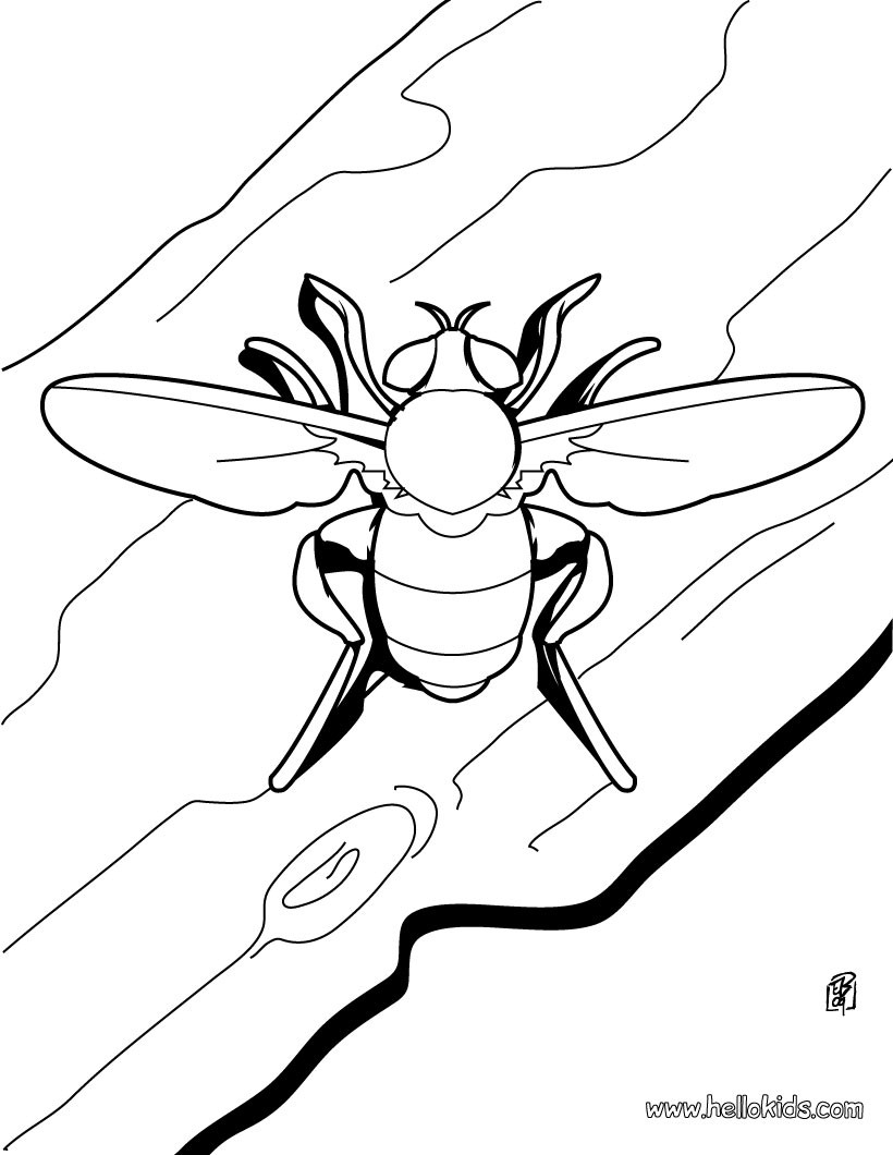 Realistic Insect Coloring Pages At GetColorings Free Printable Colorings Pages To Print