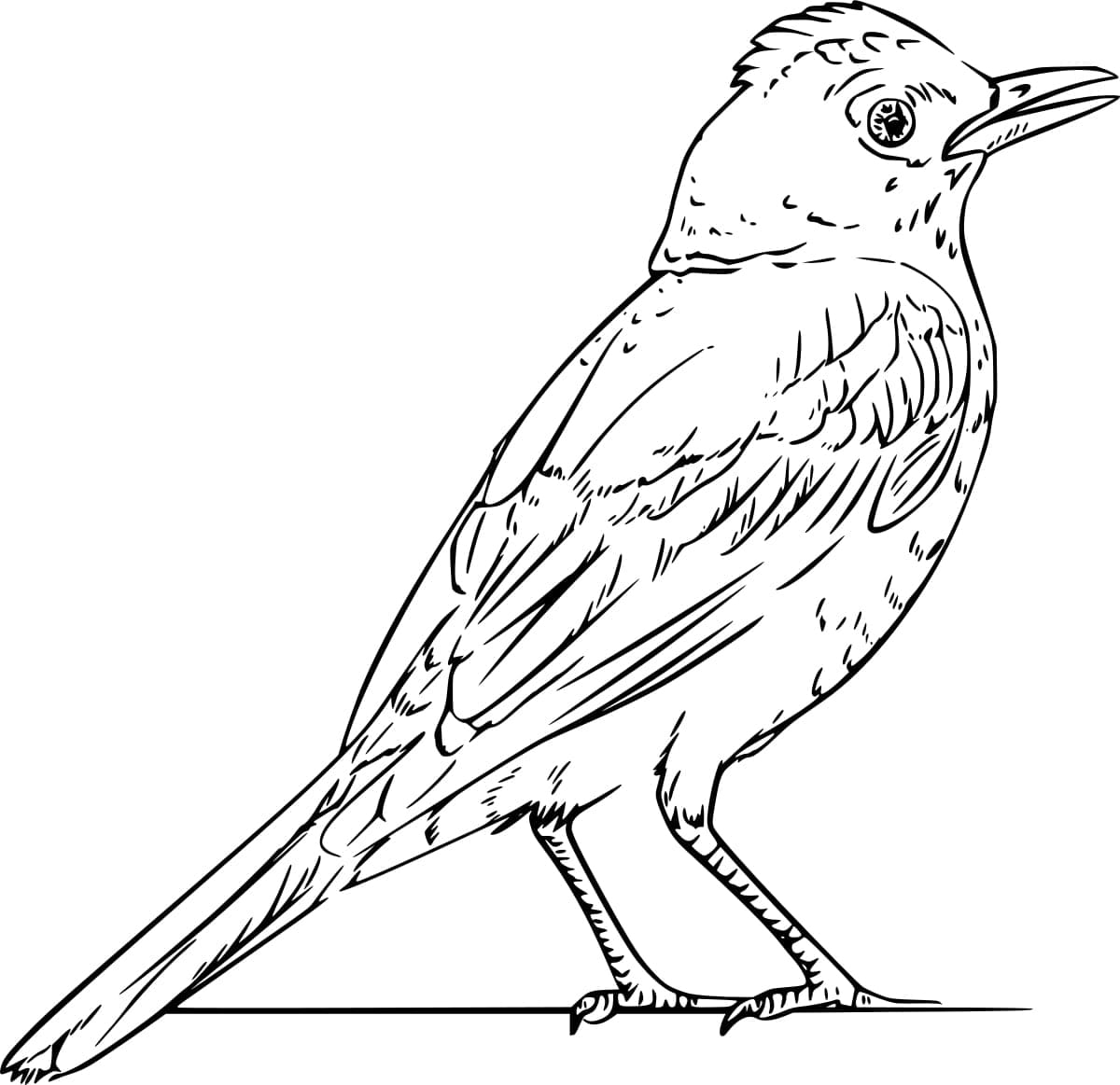 Realistic Robin Bird Coloring Page Download Print Or Color Online For Free