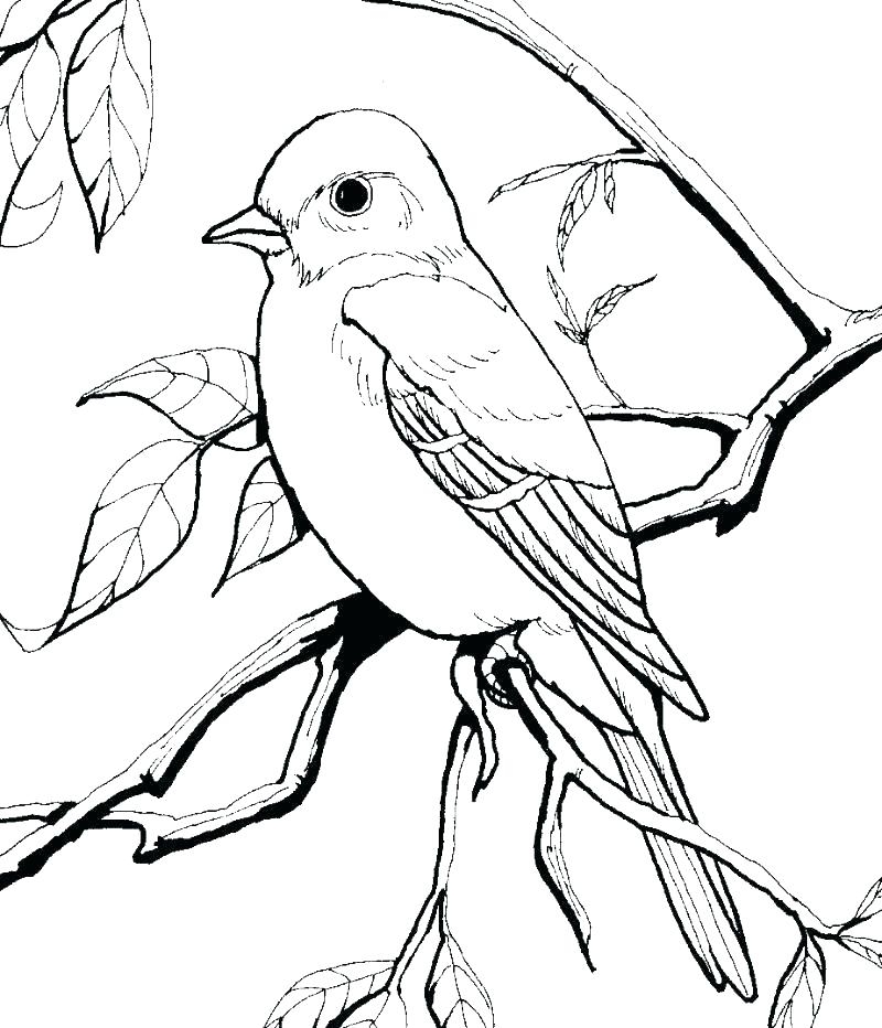 Robin Bird Coloring Pages At GetColorings Free Printable Colorings Pages To Print And Color