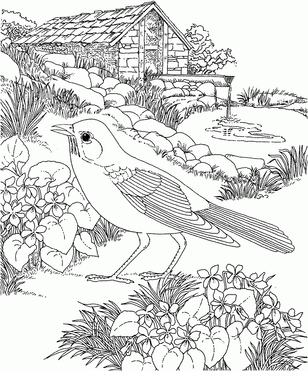 Robin Coloring Pages Best Coloring Pages For Kids