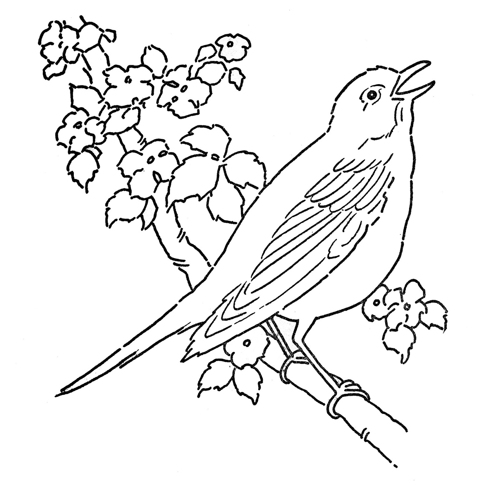 Robin Coloring Pages Best Coloring Pages For Kids