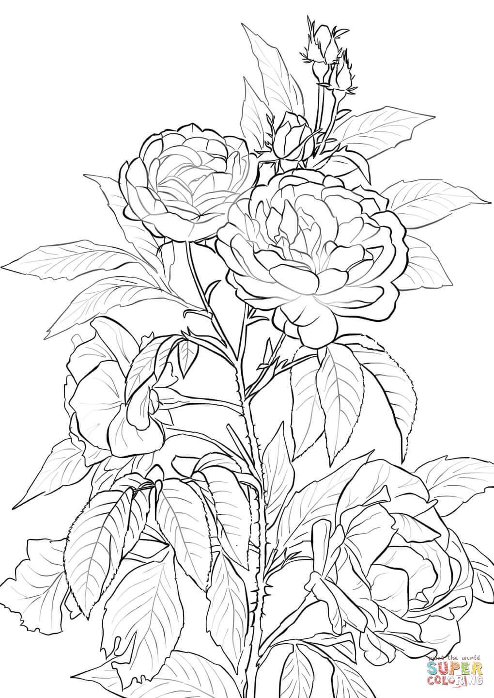 Rose Coloring Pages Mandala Coloring Pages Flower Coloring Pages