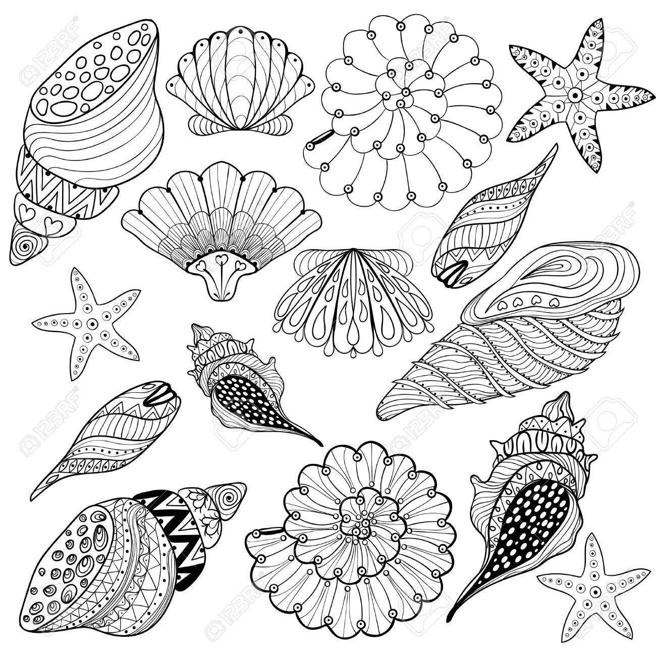 Printable Realistic Seashell Coloring Pages