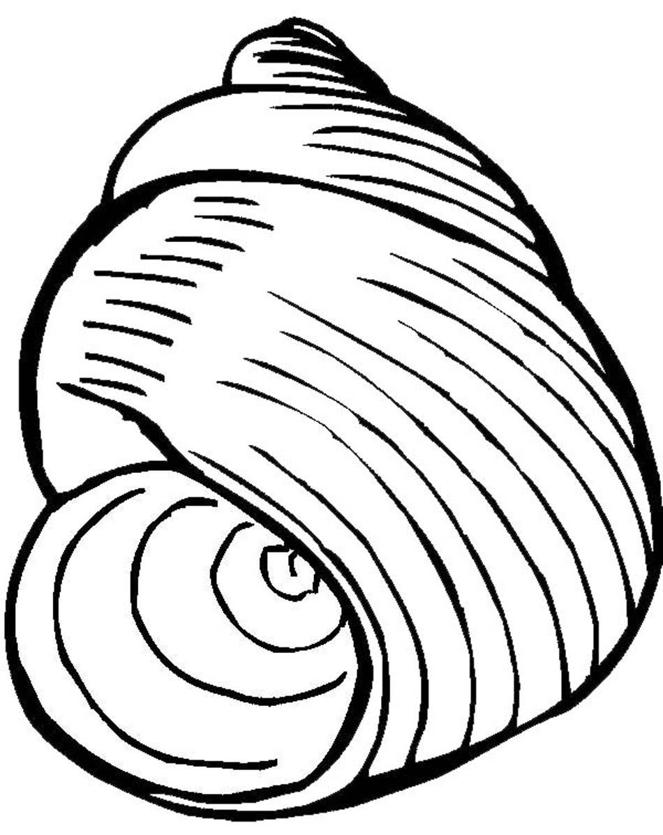 Seashell Coloring Pages Printable