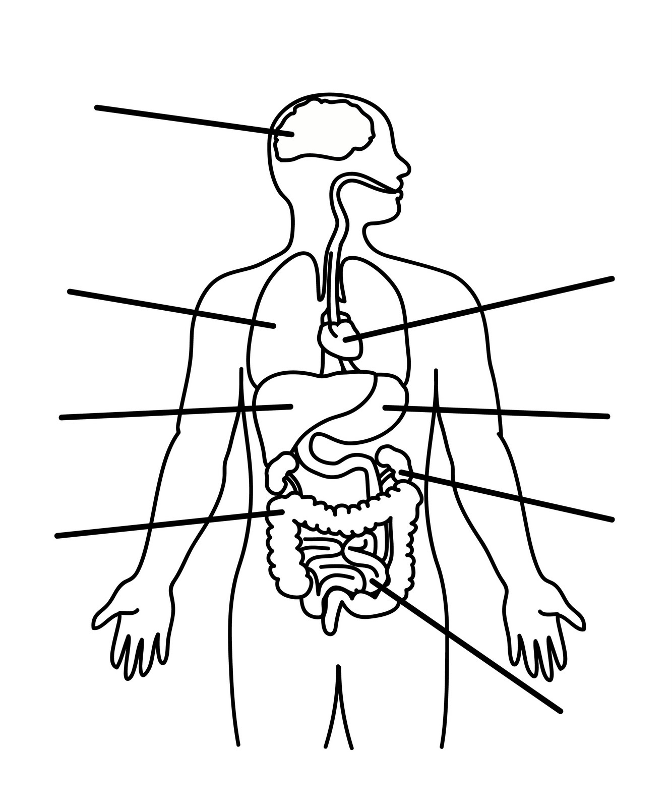 Skeletal System Coloring Pages At GetColorings Free Printable Colorings Pages To Print And