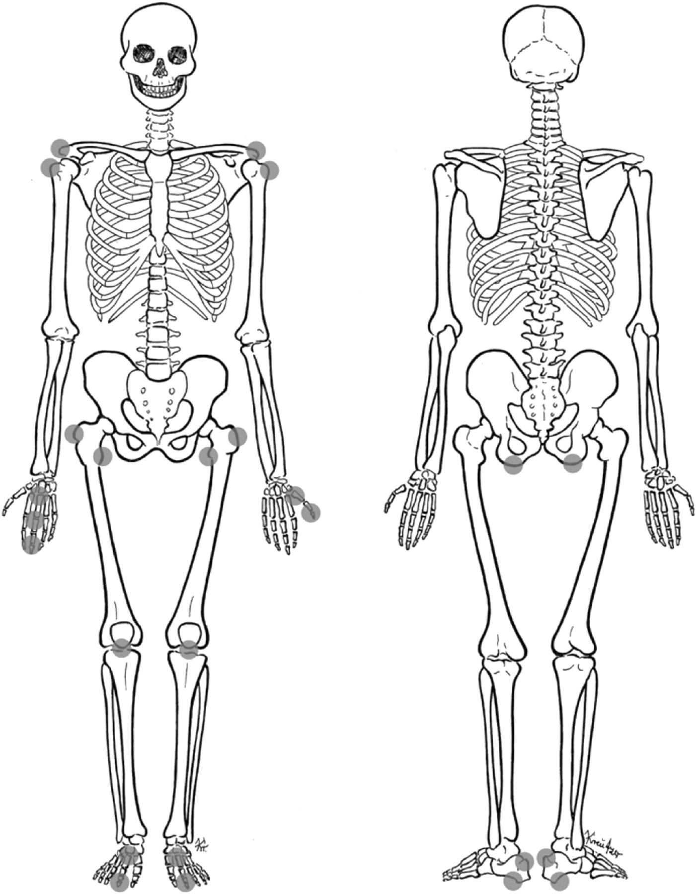Printable Skeletal System Coloring Pages