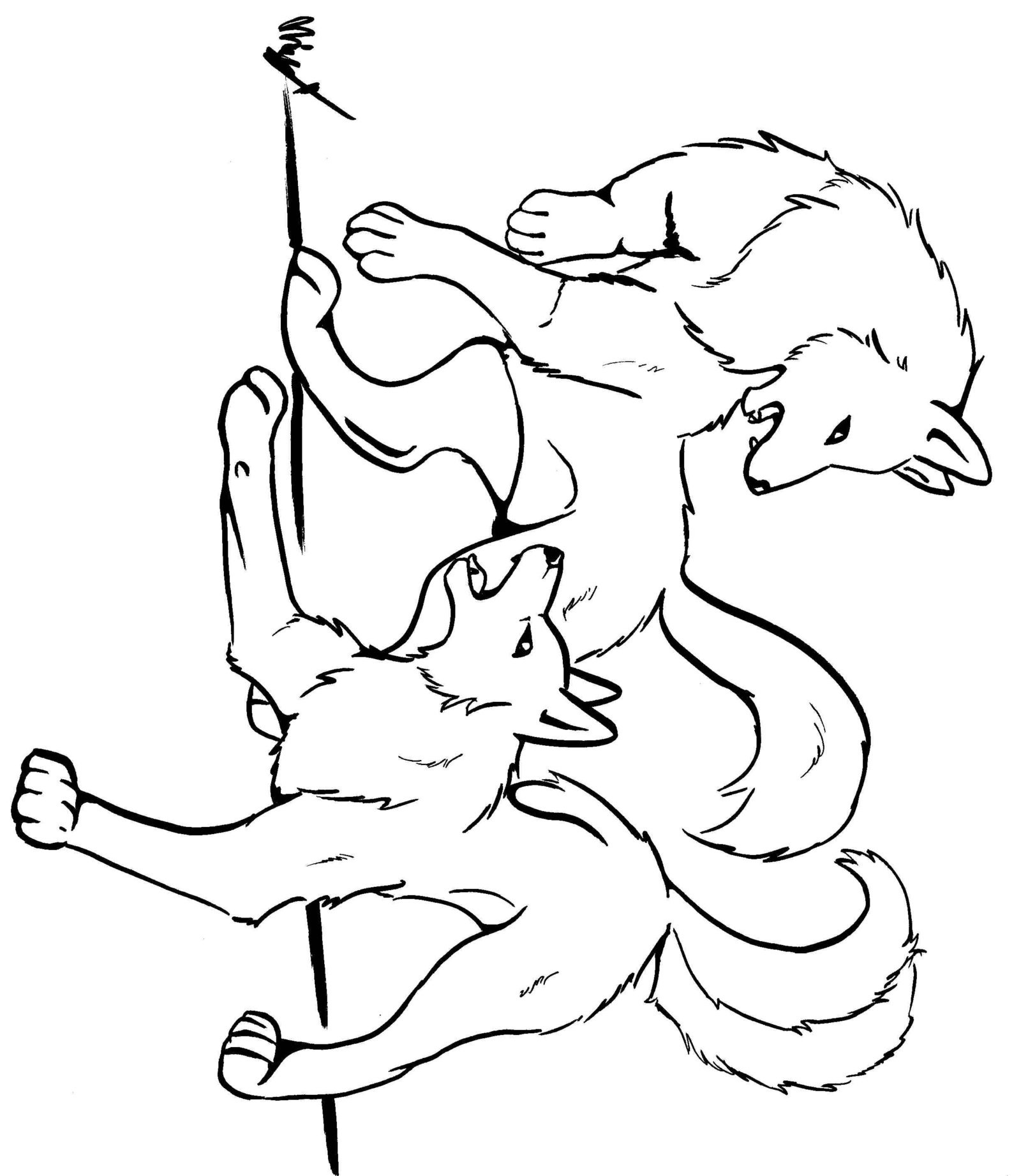 Sketches Of Wolves Fighting Coloring Pages