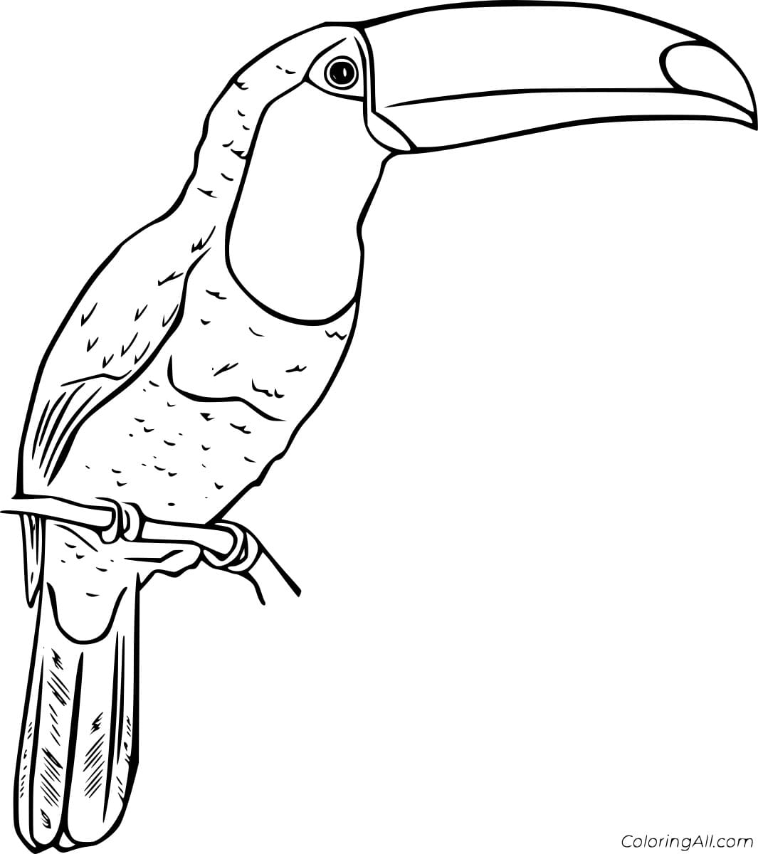Toco Toucan Free Printable Coloring Pages Coloring Cool