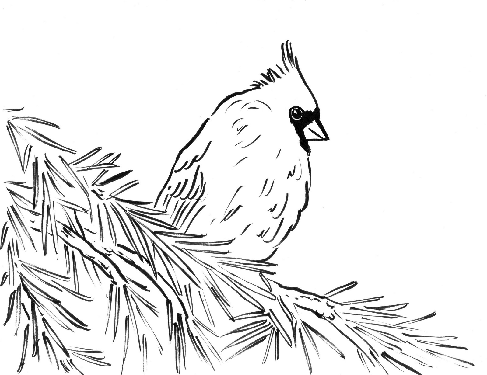 Top 8 High Detailed Beautiful Cardinal Coloring Pages Coloring Pages